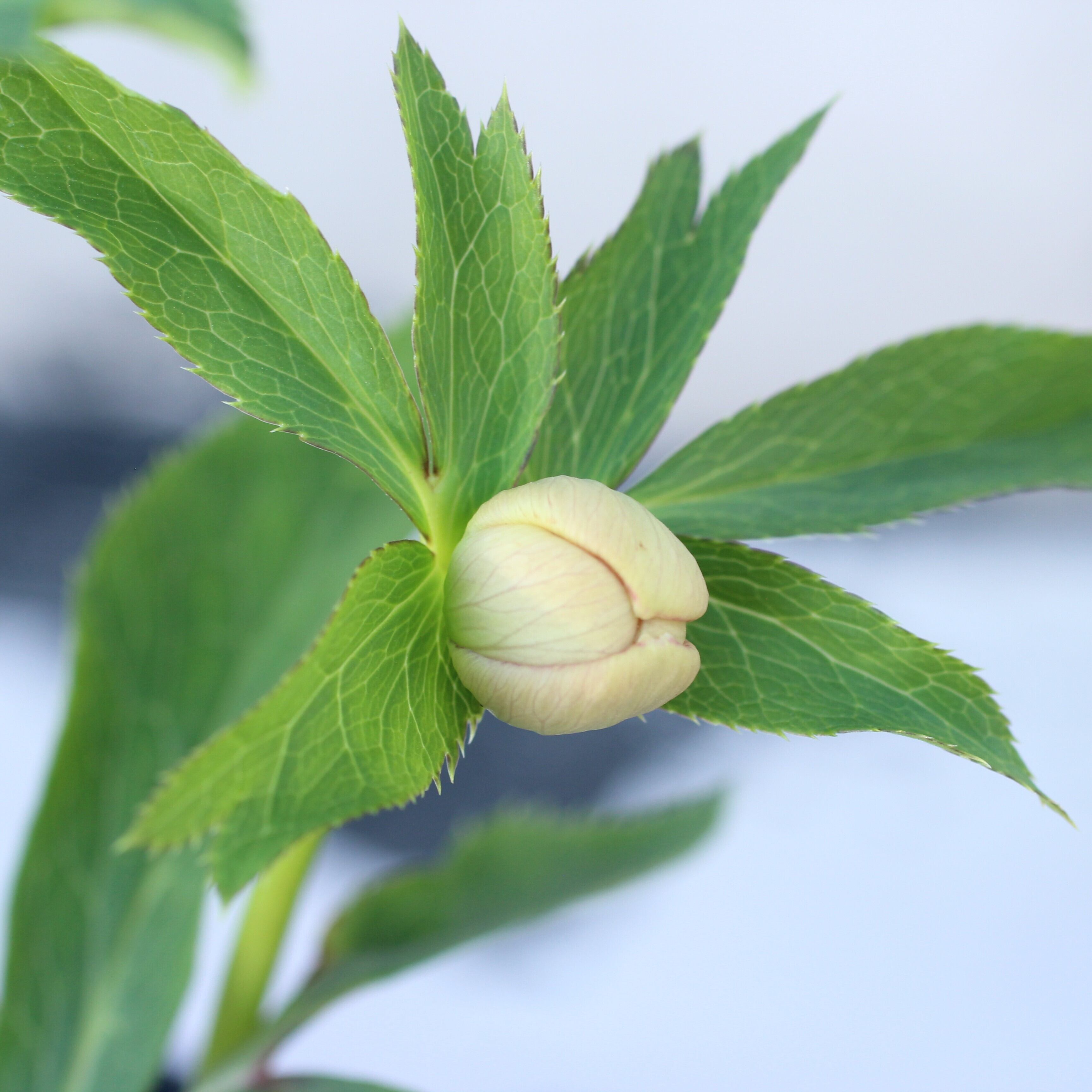 WS26-024 クリスマスローズ ウィンターシンフォニー イエローピンク