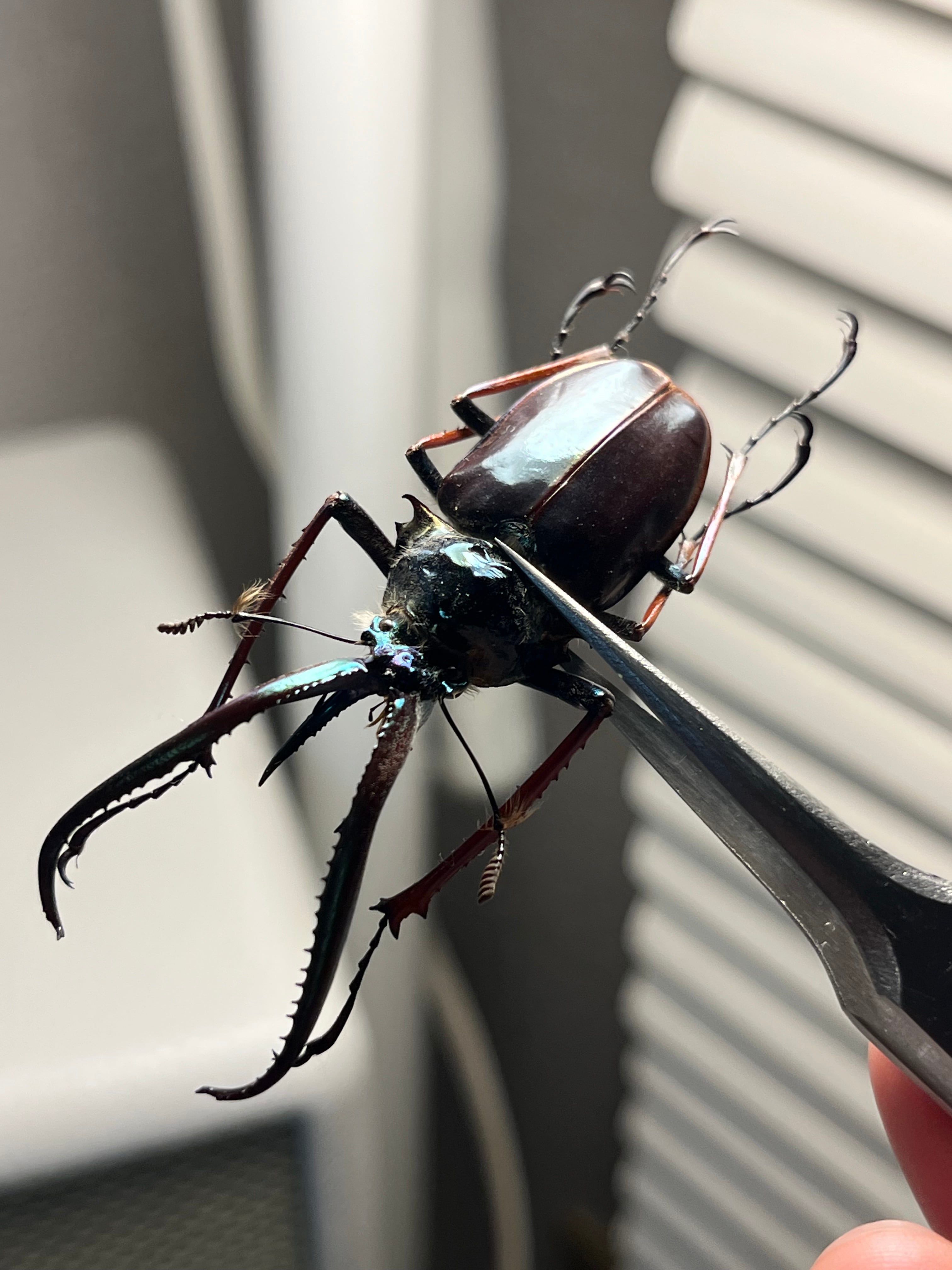 PARATYPE】ホロメタリクスチリクワガタ 56mm シワバネクワガタ