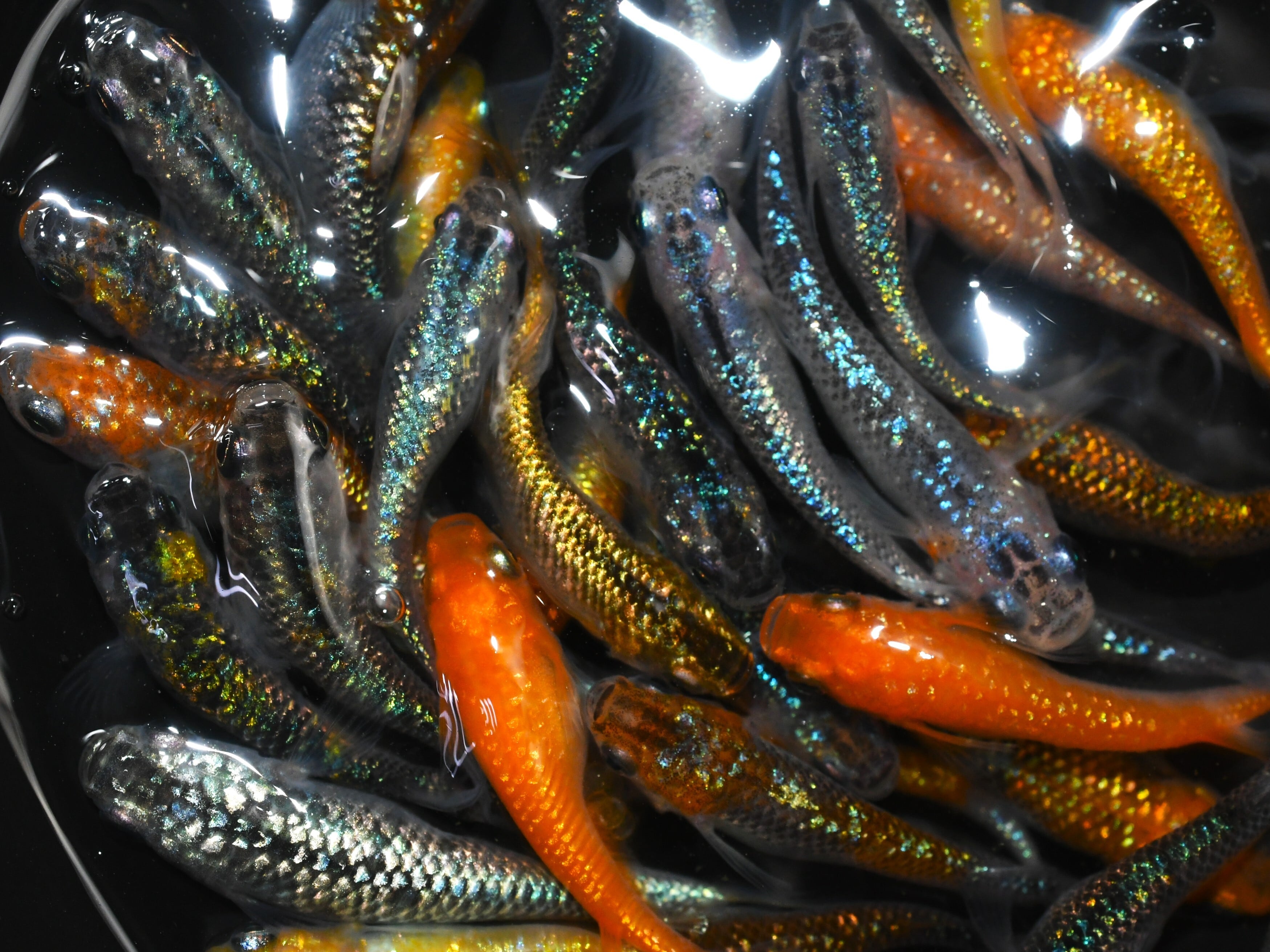 2025年秋産 (ななはなメダカ)レクリス 20匹（若魚） 送料無料 新若魚 
