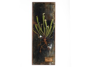 [食虫植物] Botantique mirror no.93  [サラセニア・レウコフィラ]