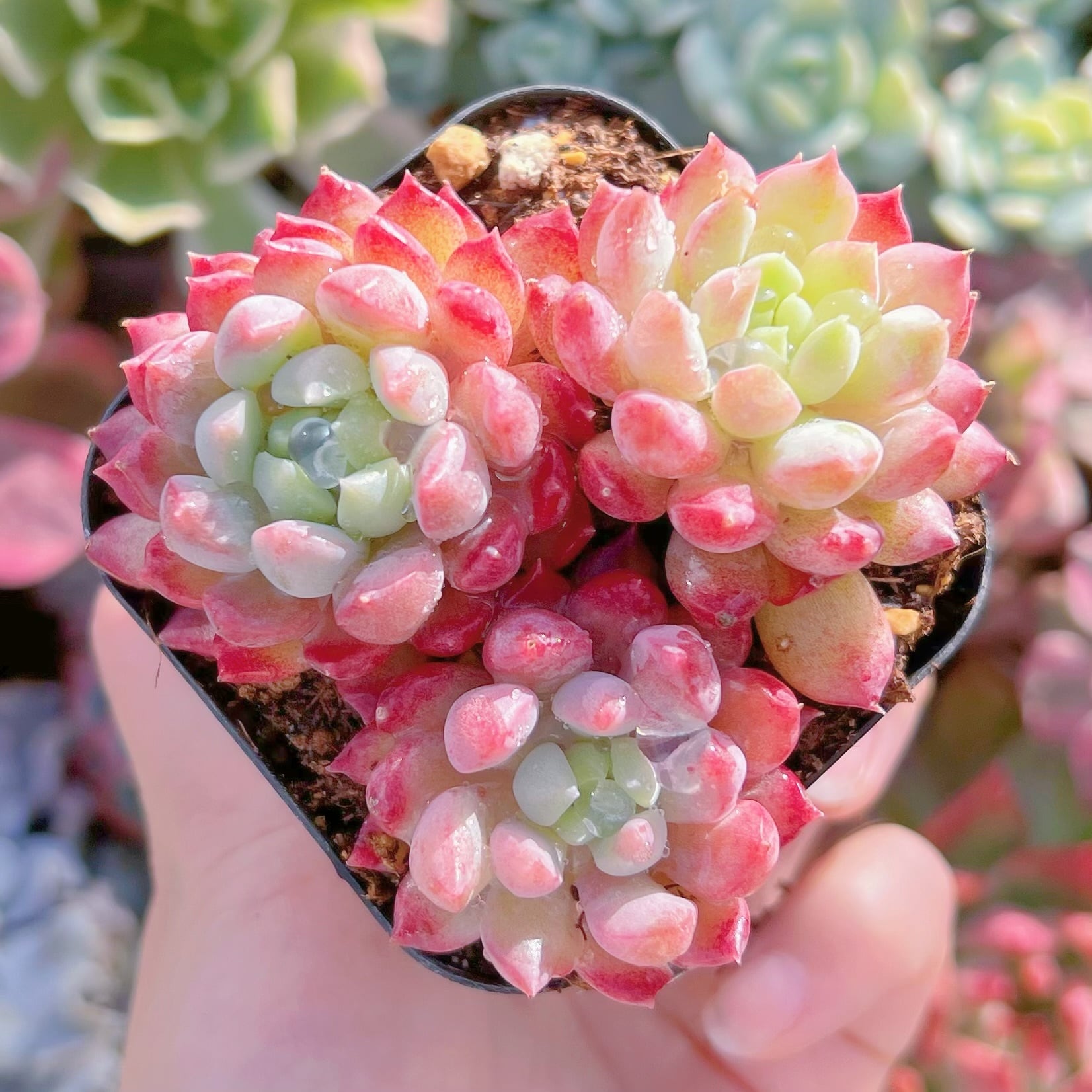 現品　ベビーチーク#2226　るる農園