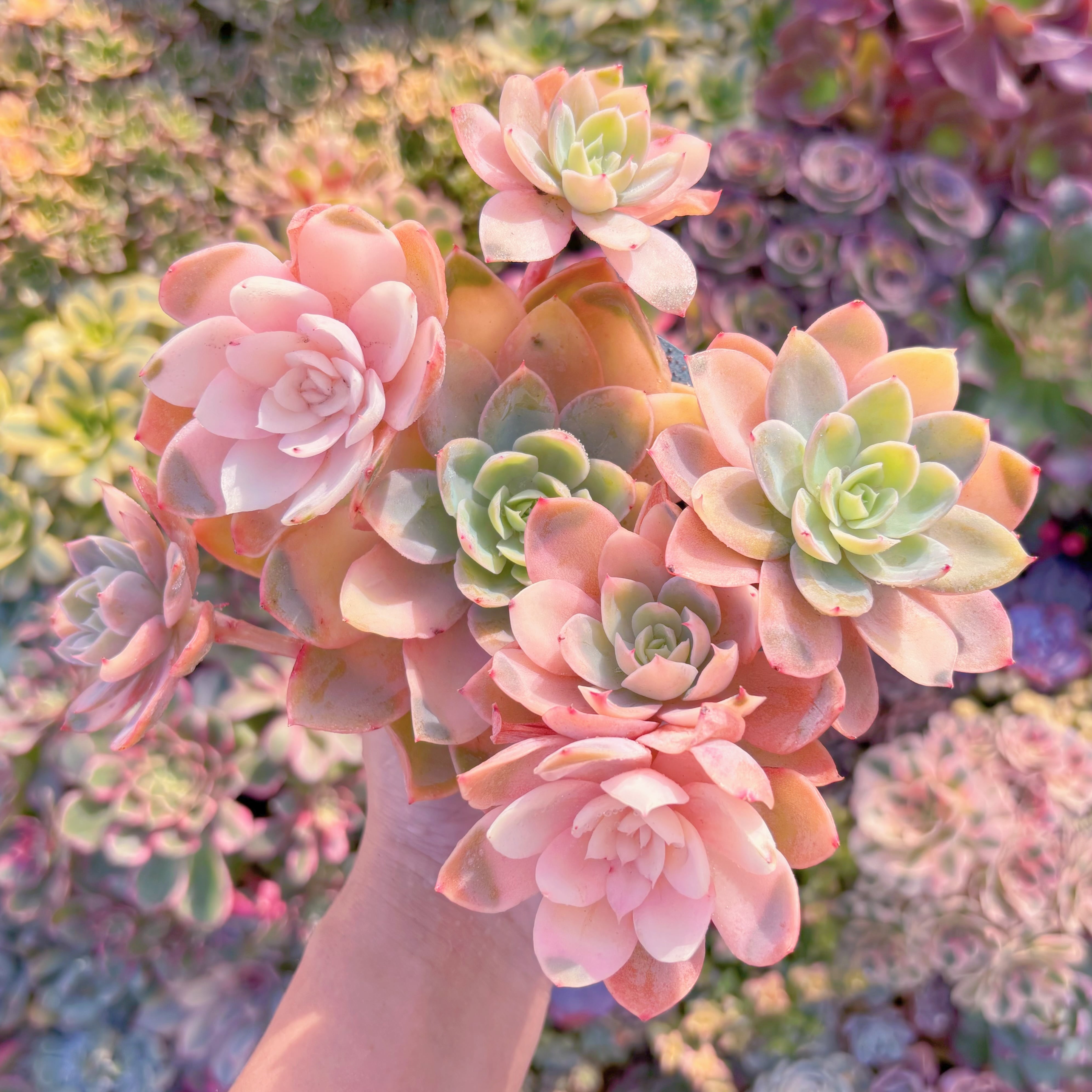 現品　シルクベール錦#085　大群生　るる農園