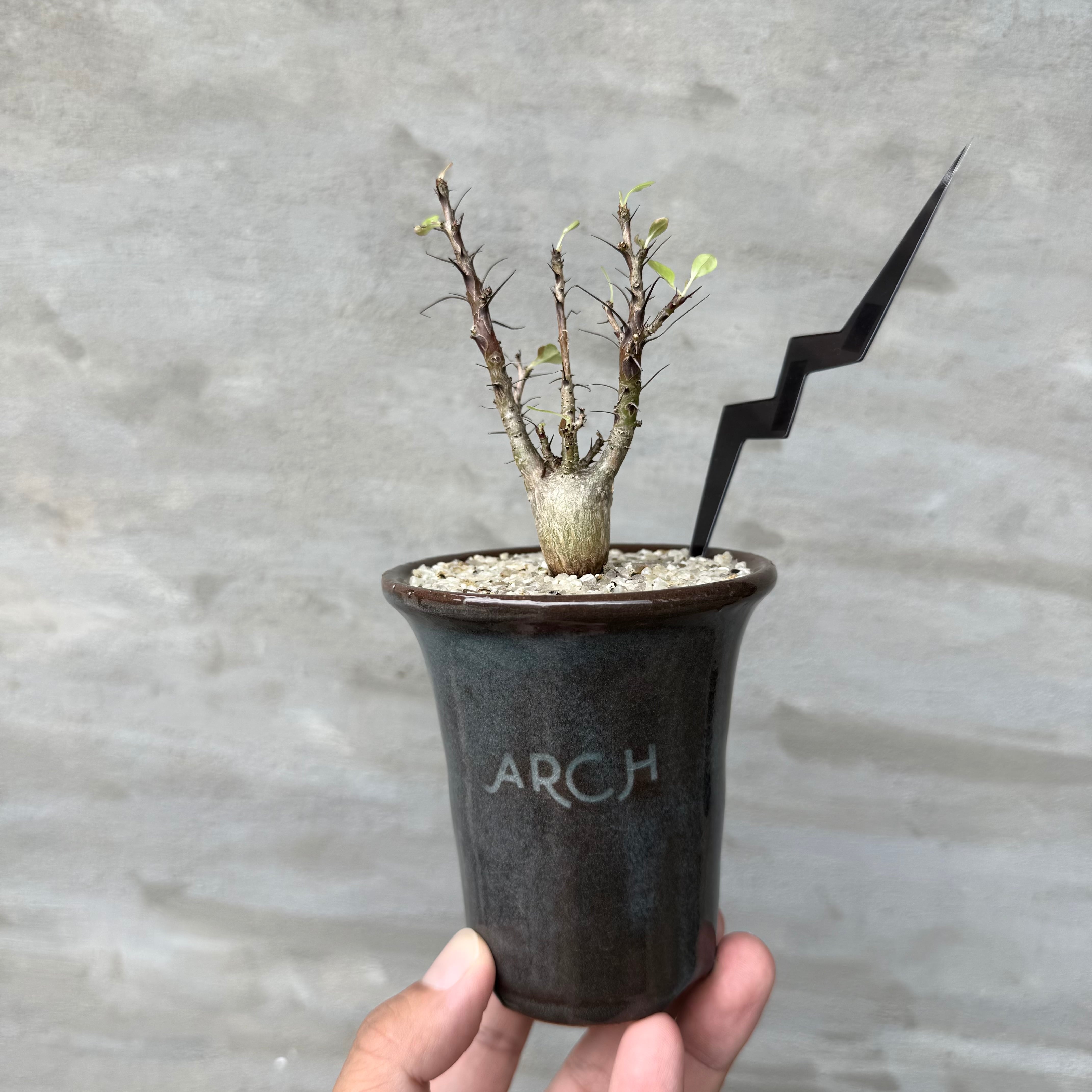 植物 | A-PLANTS