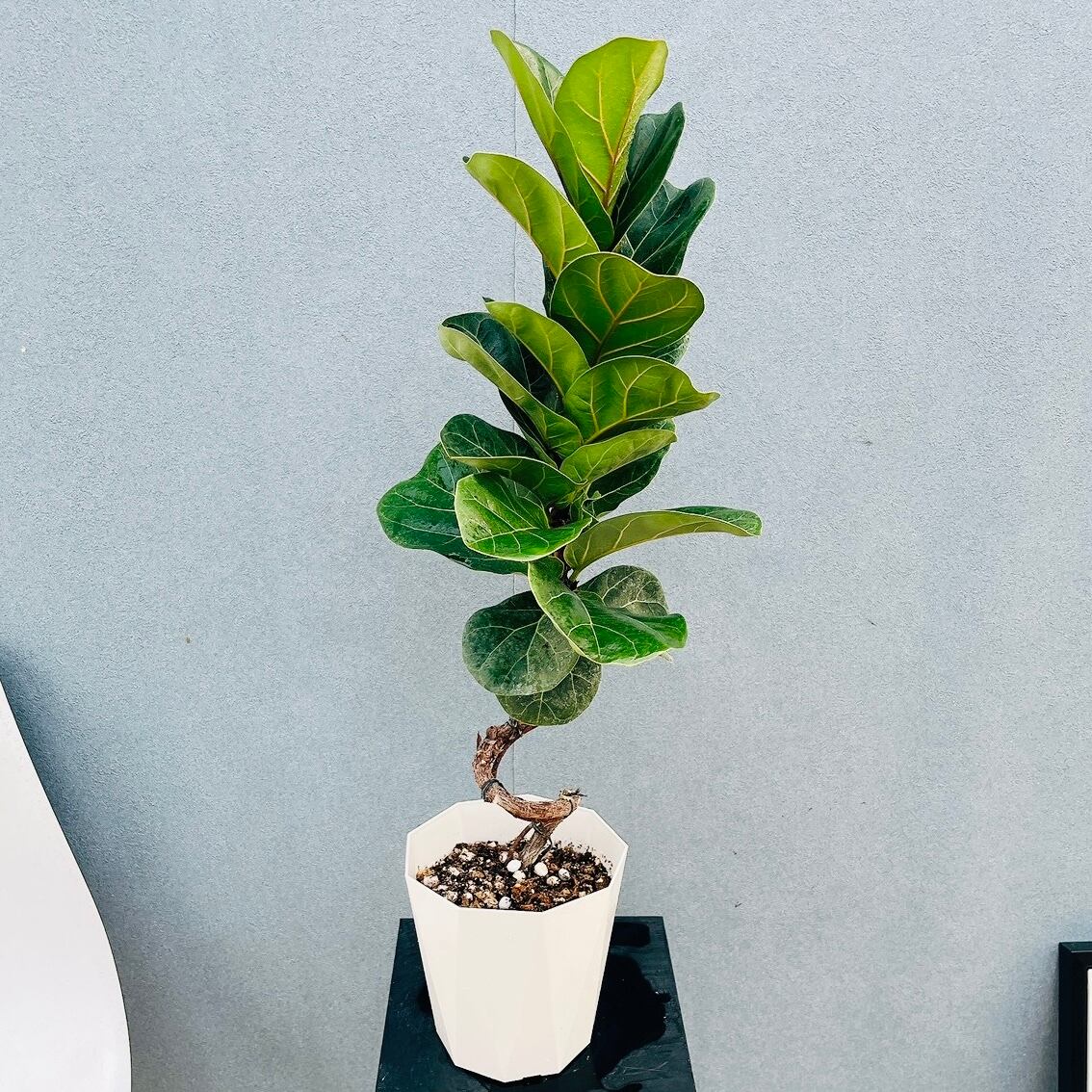 現品］20番 フィカス エラスティカ ソフィア 7号 観葉植物 室内 人気