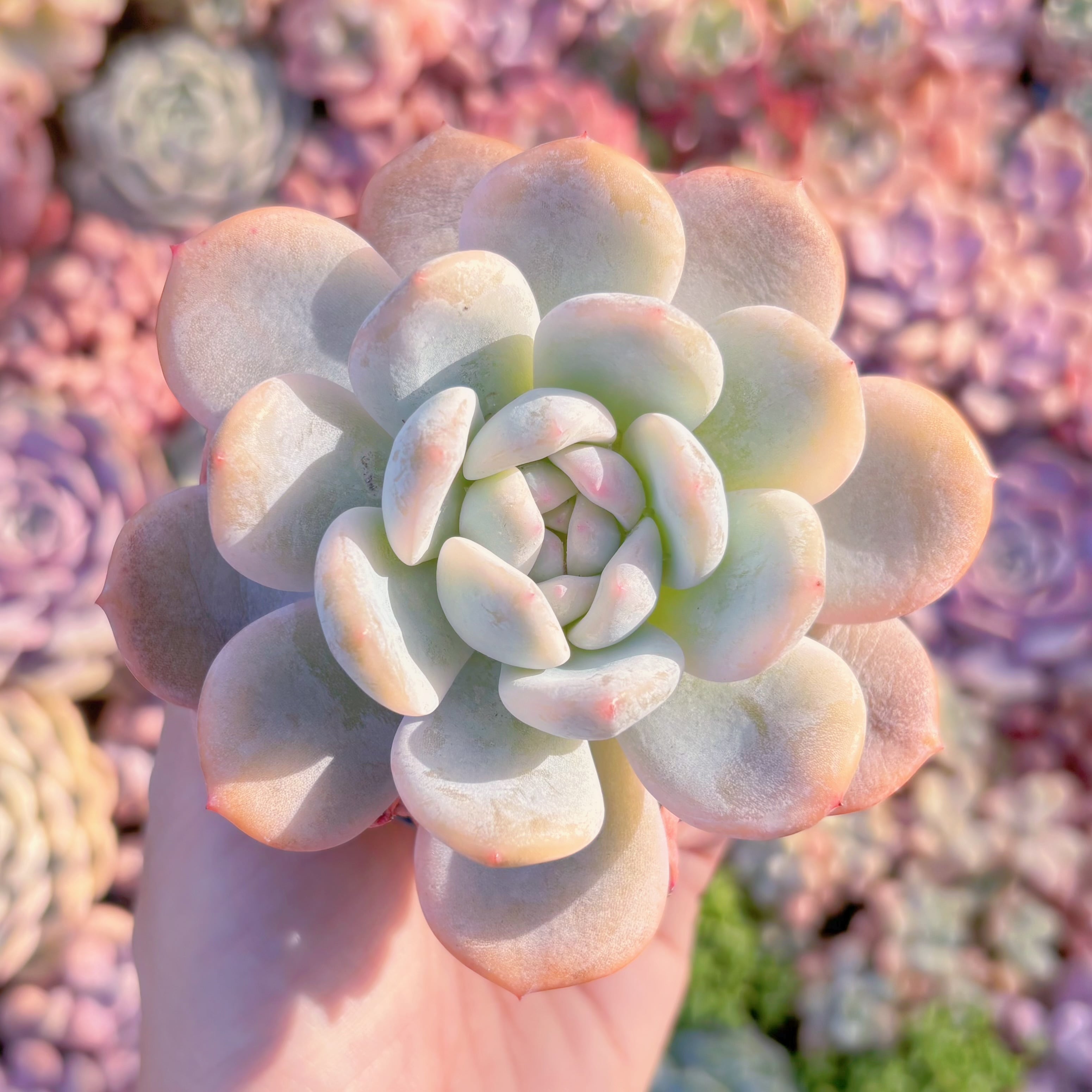 現品　星雪錦#K494　希少　るる農園