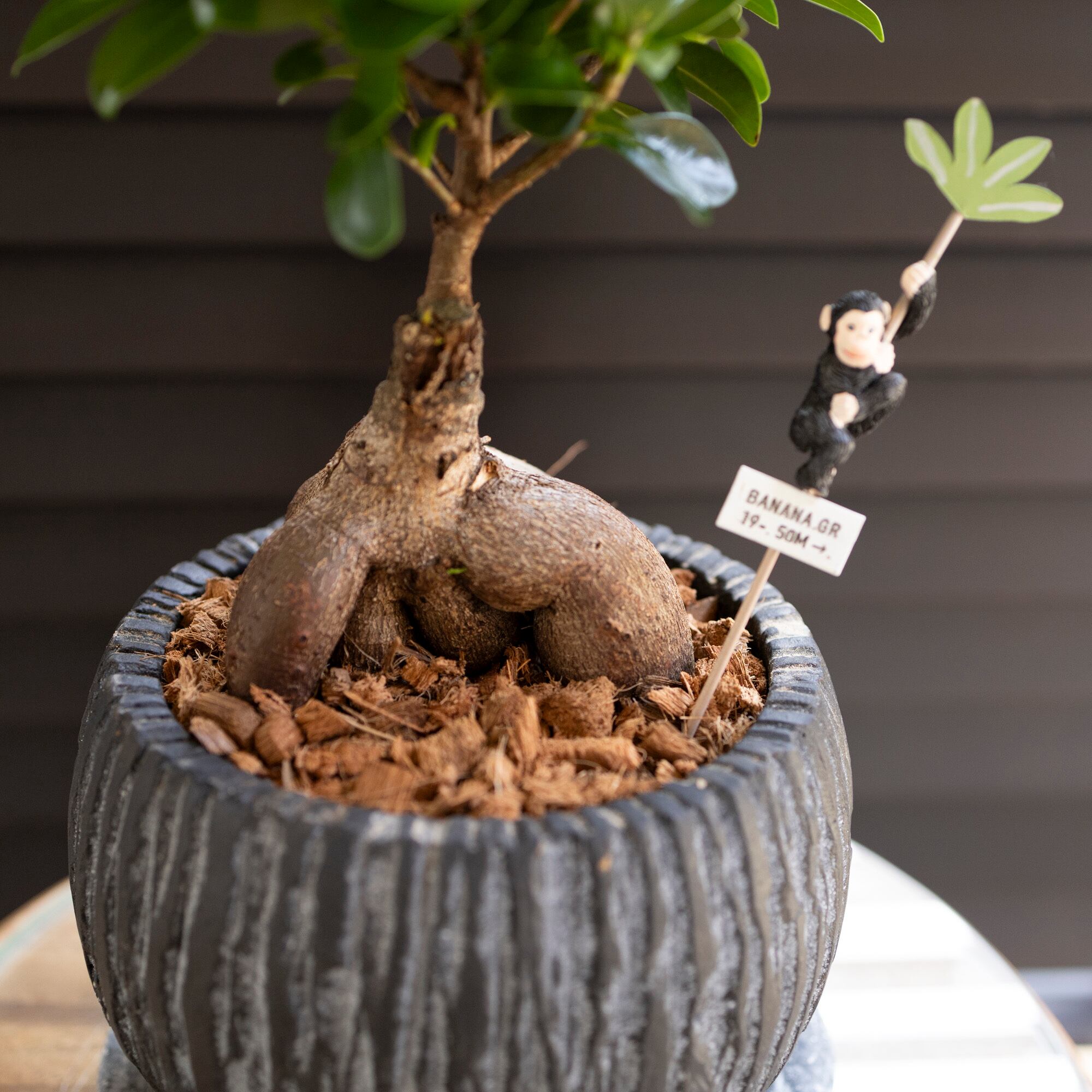 運気UP ガジュマルの木 5号 陶器鉢 ピック付 観葉植物 ガジュマル 多幸