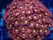 SelectionBaliShip Goniopora FromMakassar Pink