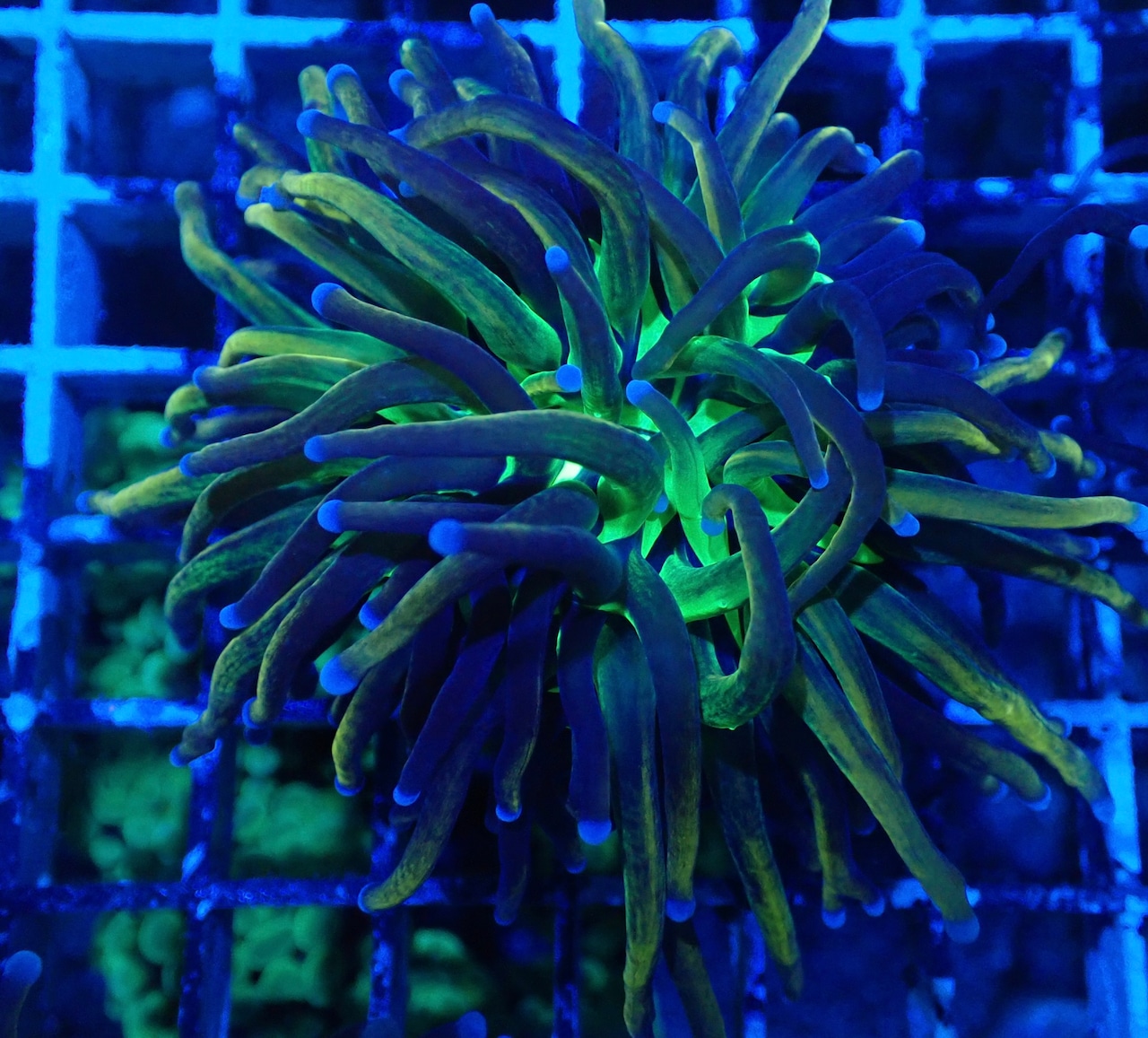 24KGoldTorch GreenMouth 2