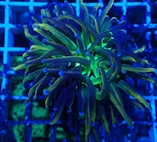 24KGoldTorch GreenMouth 2