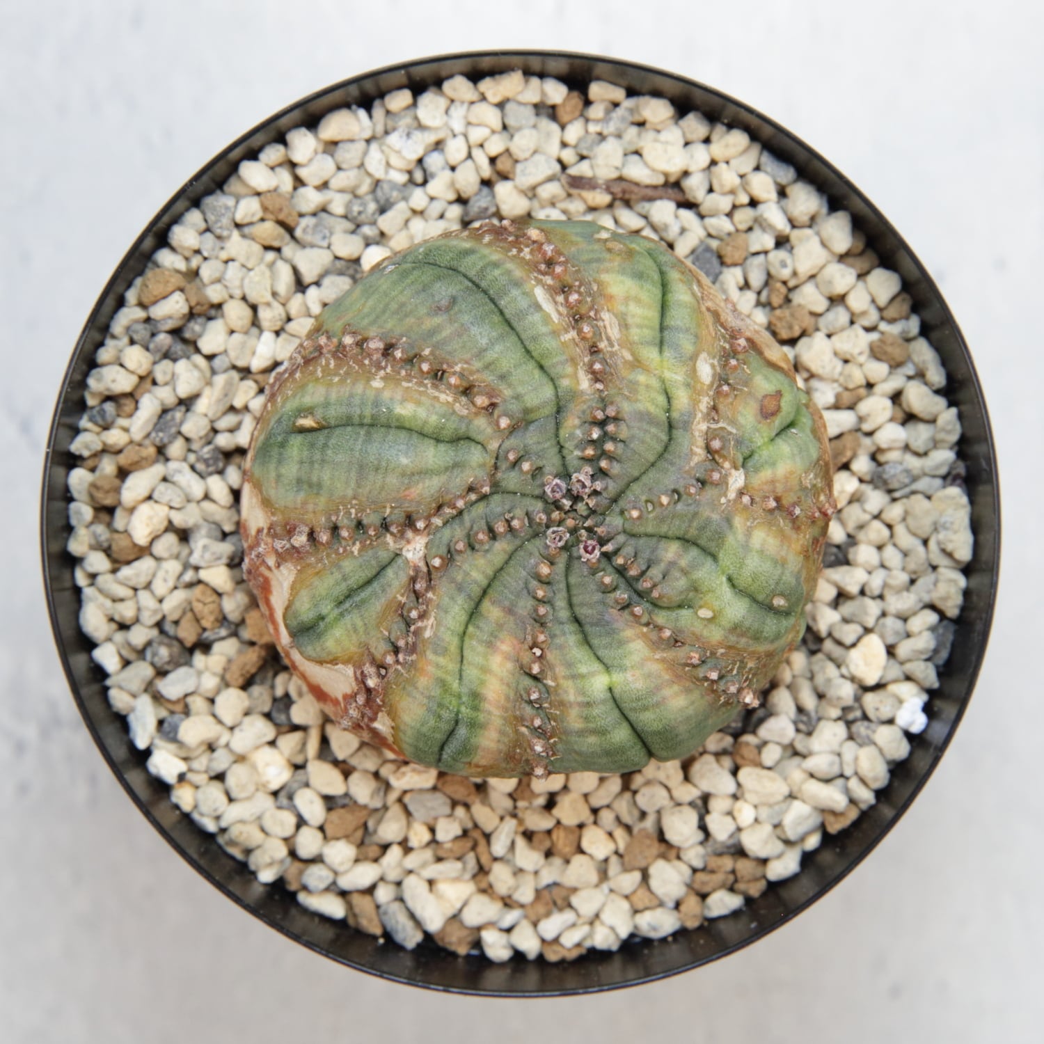 超扁平 木質化 モンスト 捻じれ オベサ / ユーフォルビア | LIGHTHOUSE