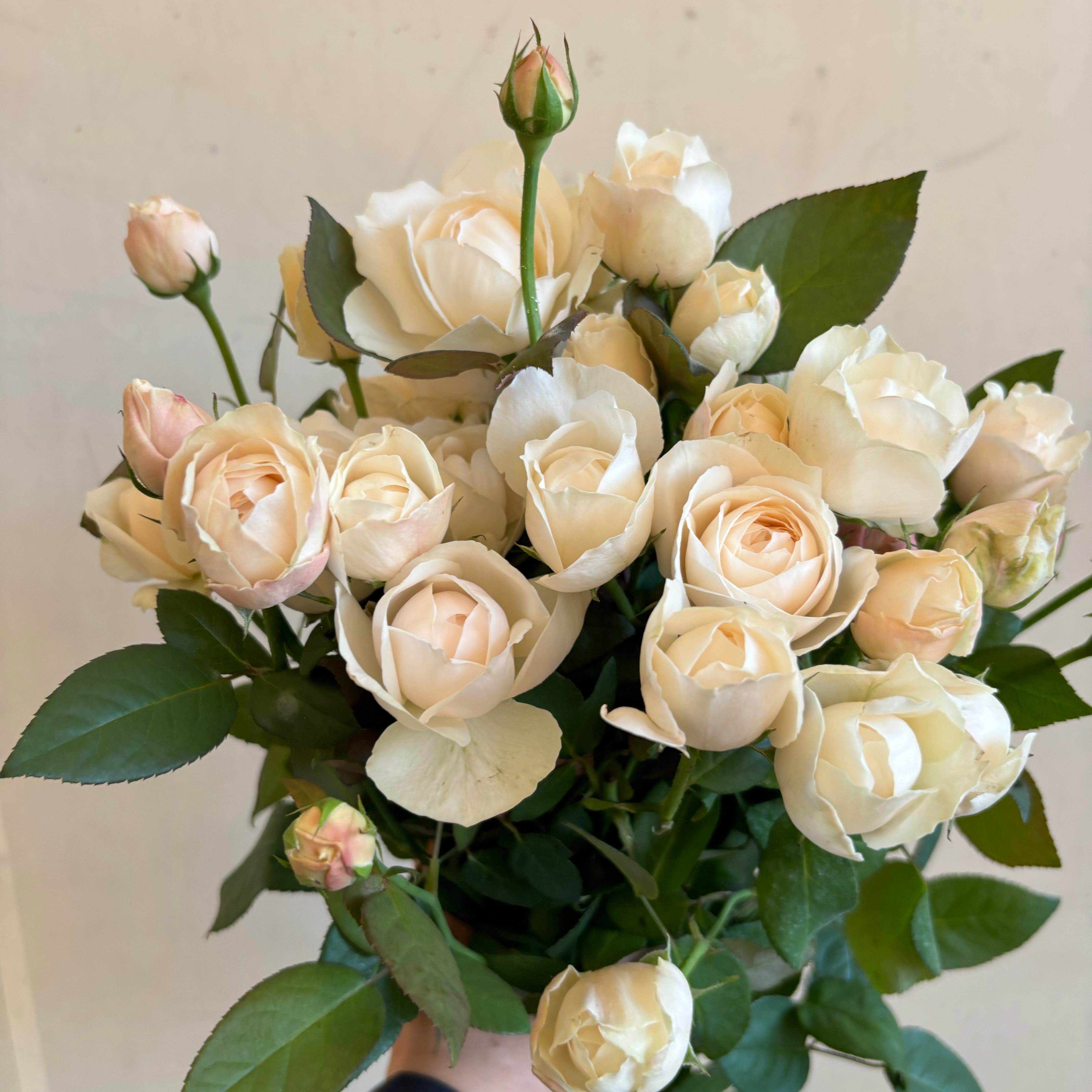 FINEROSE ☆SPバラ 品種名：フェアビアンカ | 新鮮お花問屋