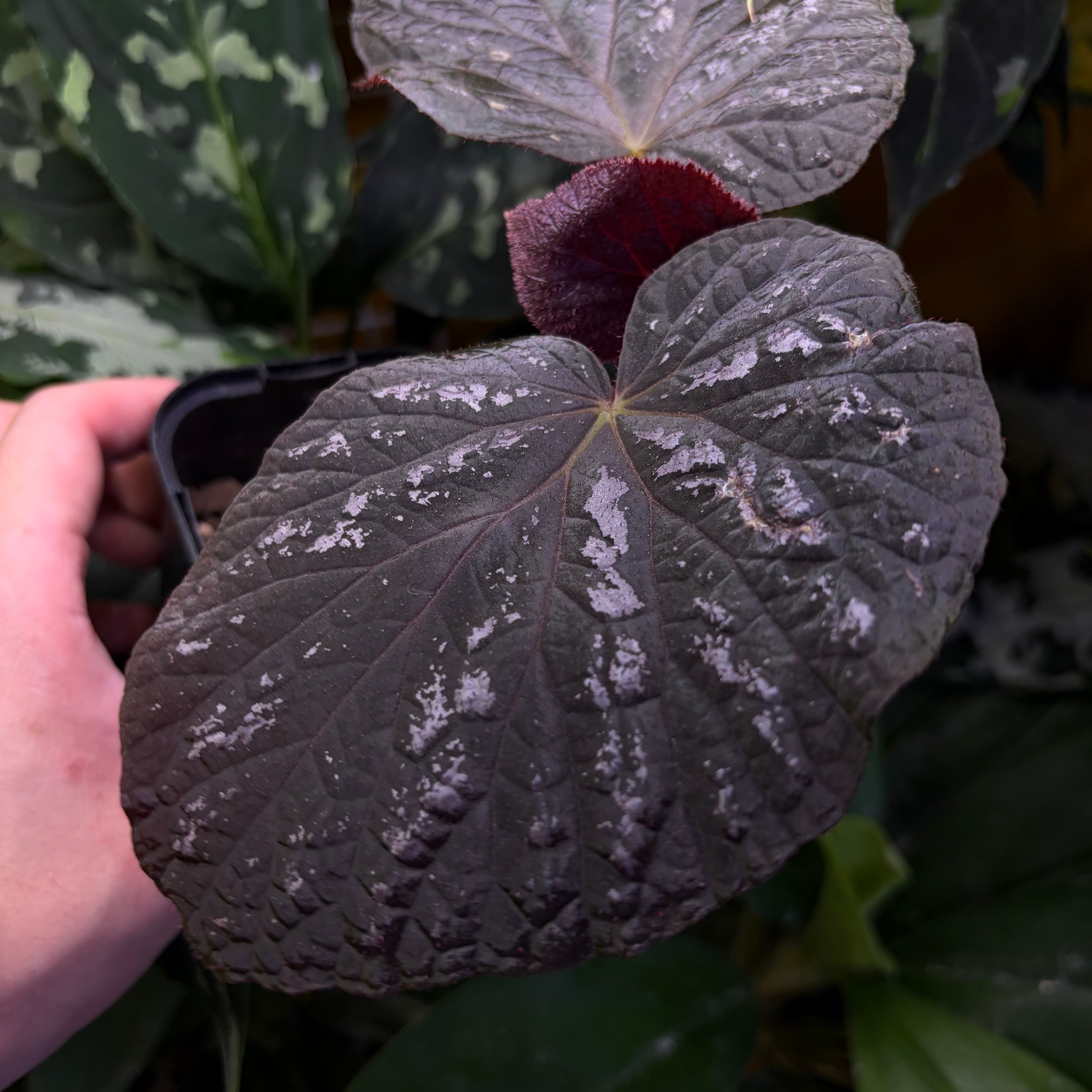 Begonia sp. Thailand Black 原種ベゴニア | 熱帯雨林植物専門店 トイ