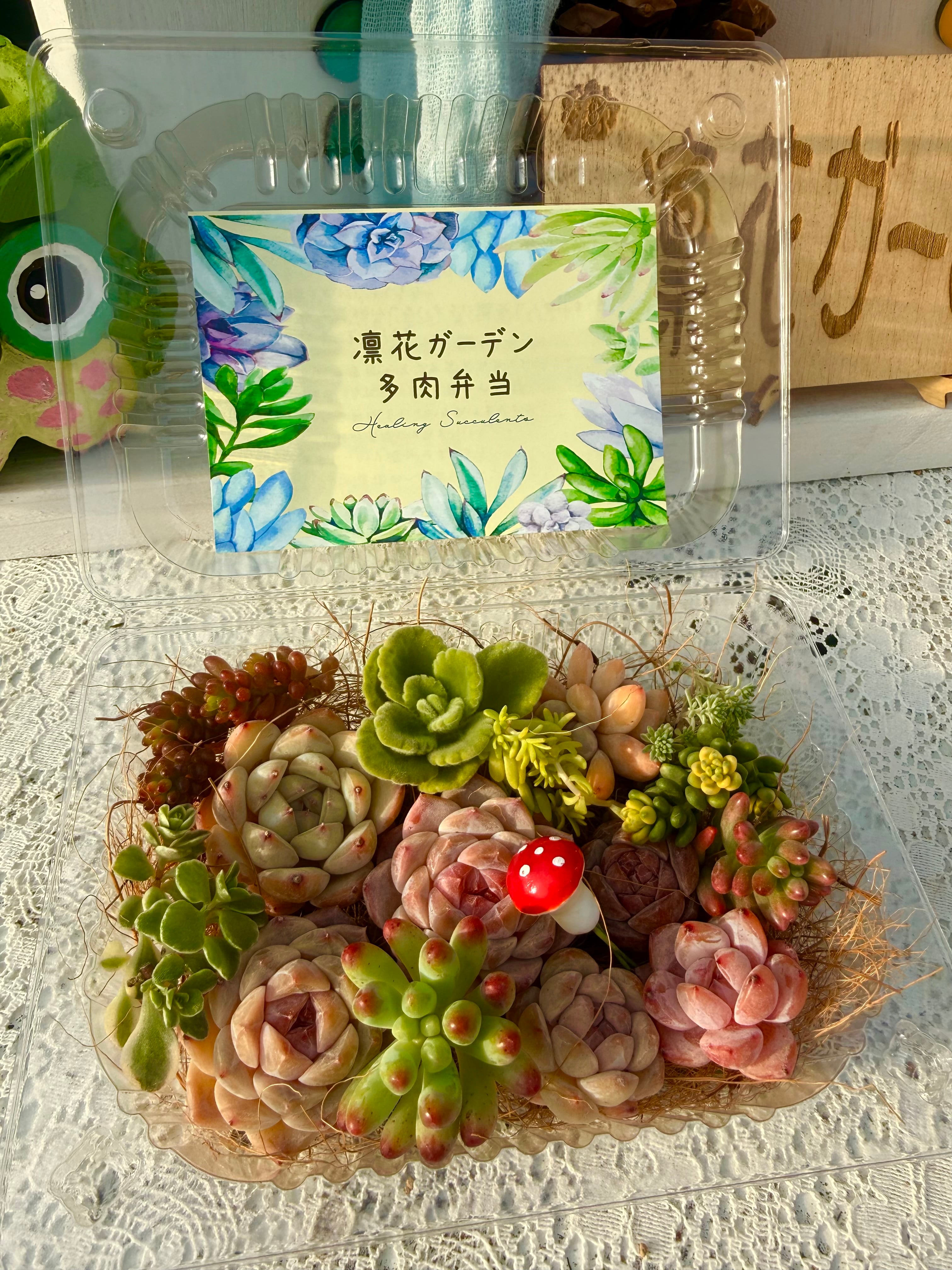 しじみ蝶錦 多肉植物 | PAY ID