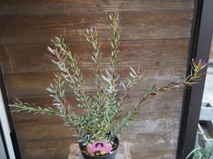 【現物】リューカデンドロン　”Baby Bouquet”