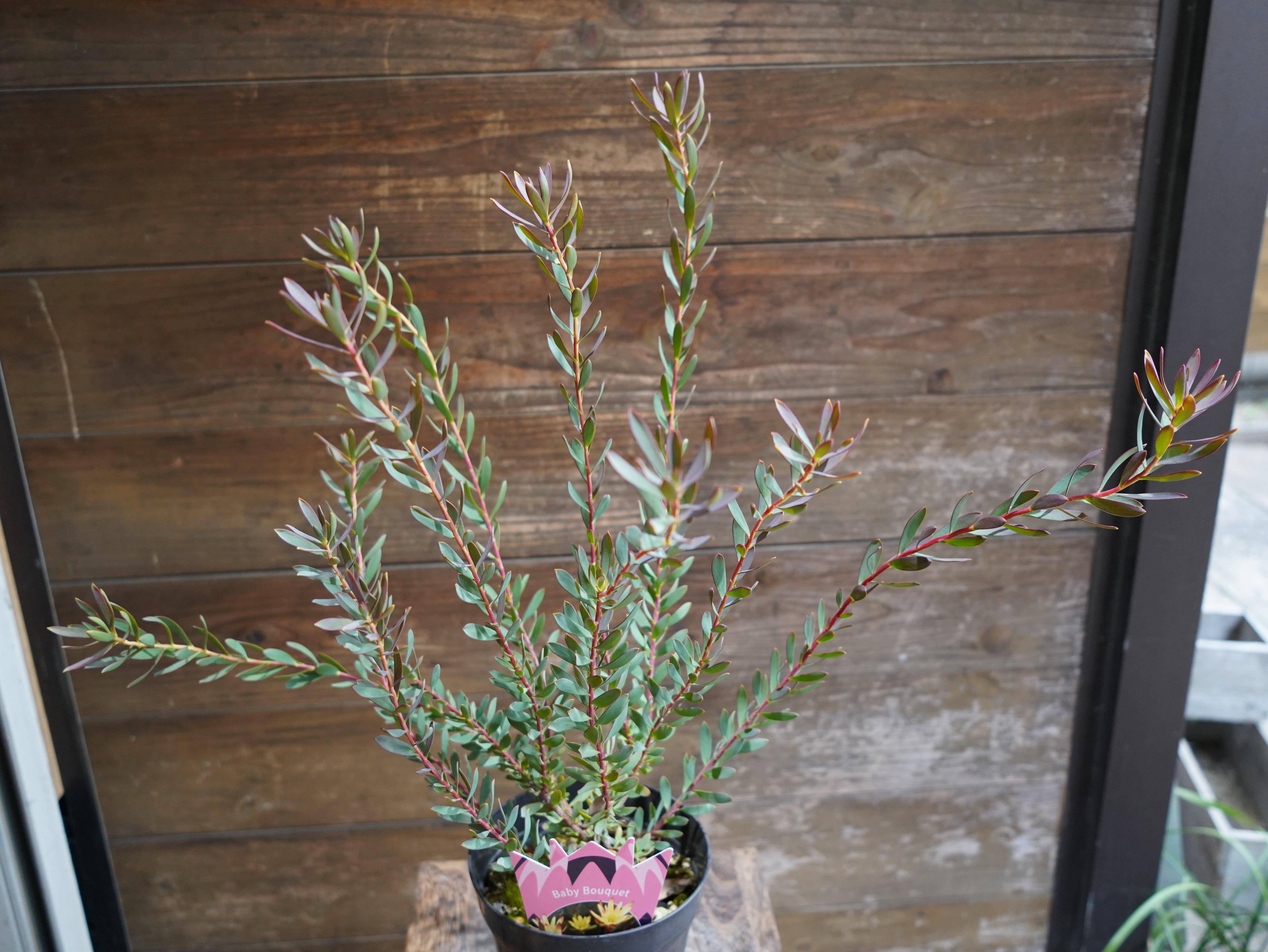 【現物】リューカデンドロン　”Baby Bouquet”