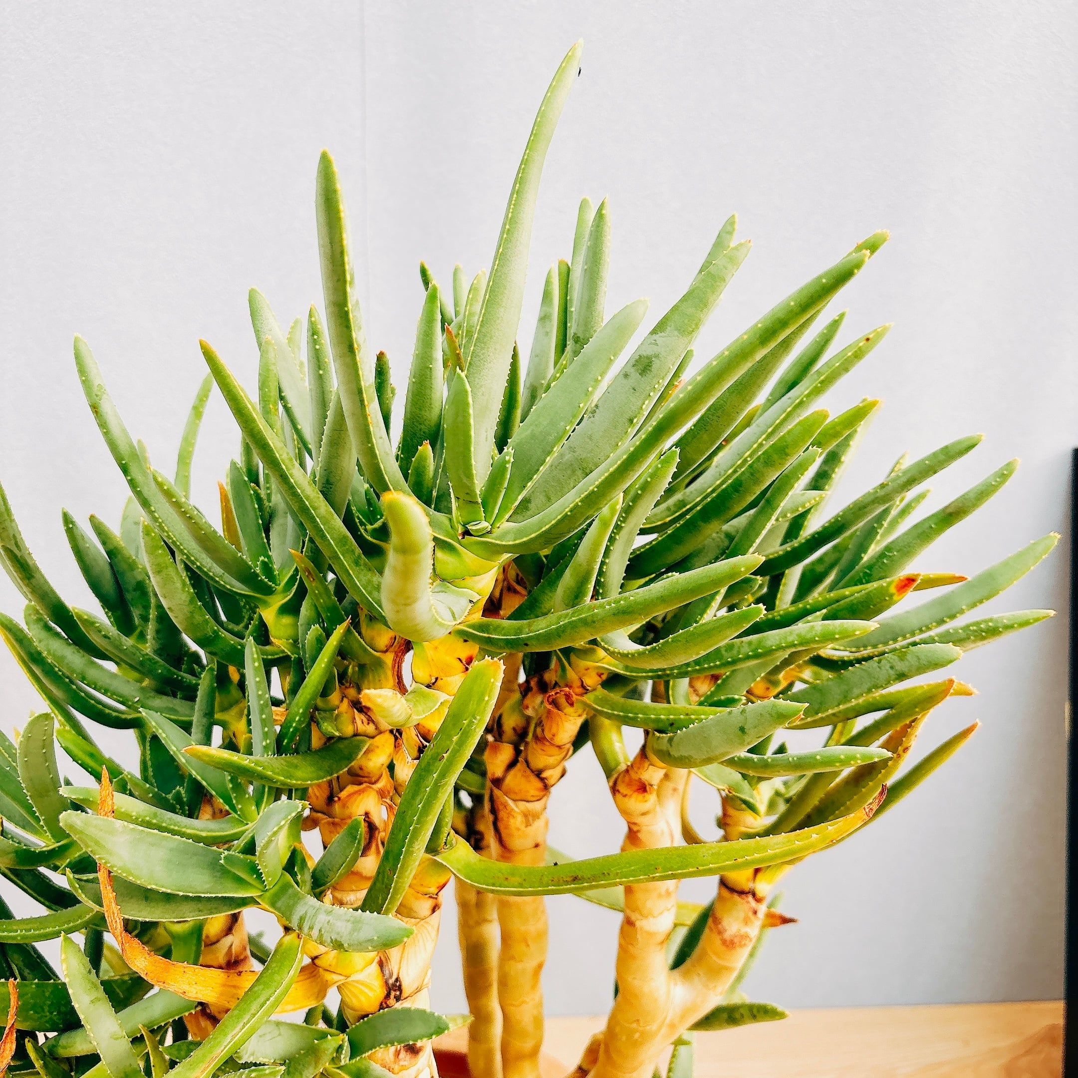 現品】アロエ・ラモシシマ/ラモシッシマ（別名：羅紋錦） 7号 白鉢（1