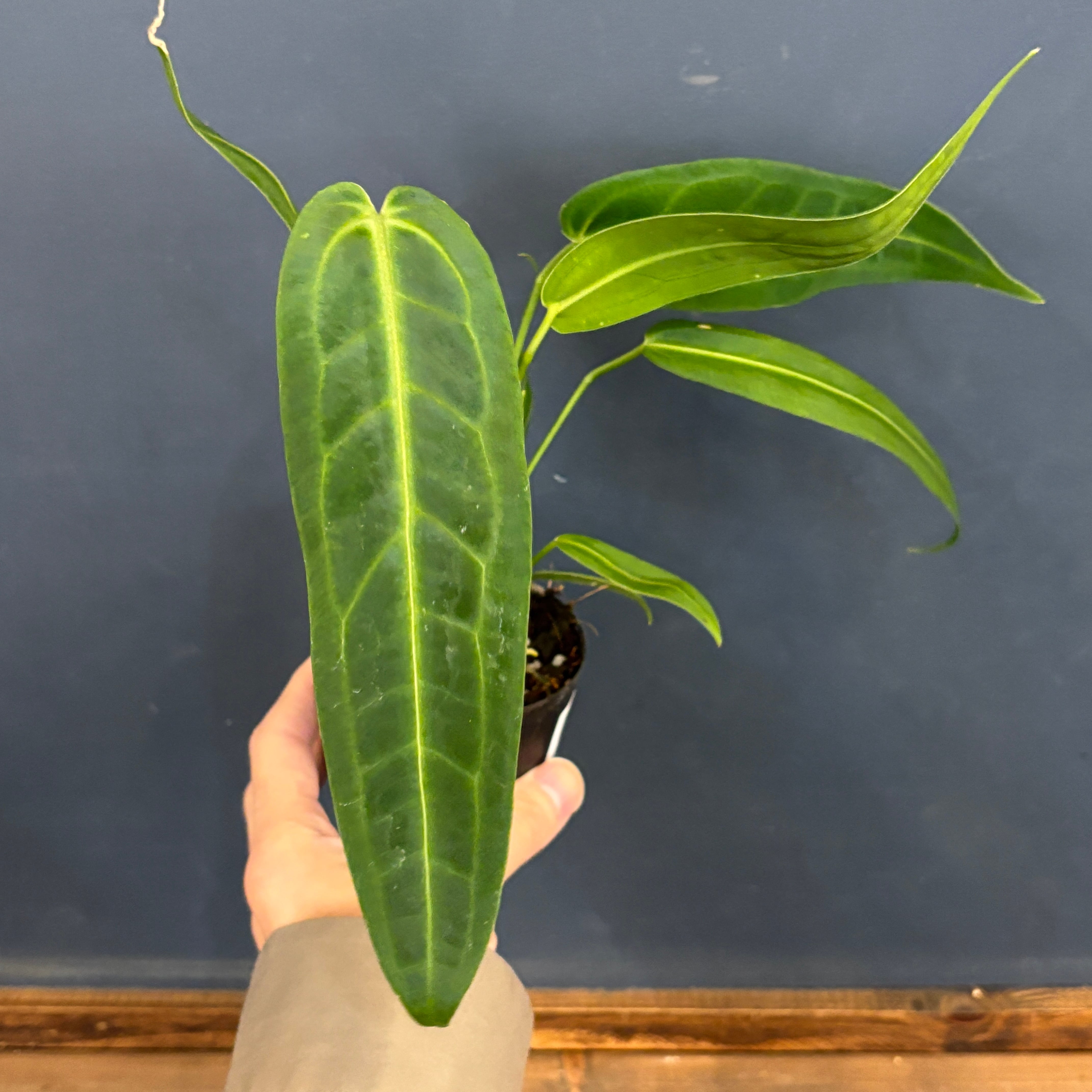 レアプランツ | PROTOLEAF プロトリーフ