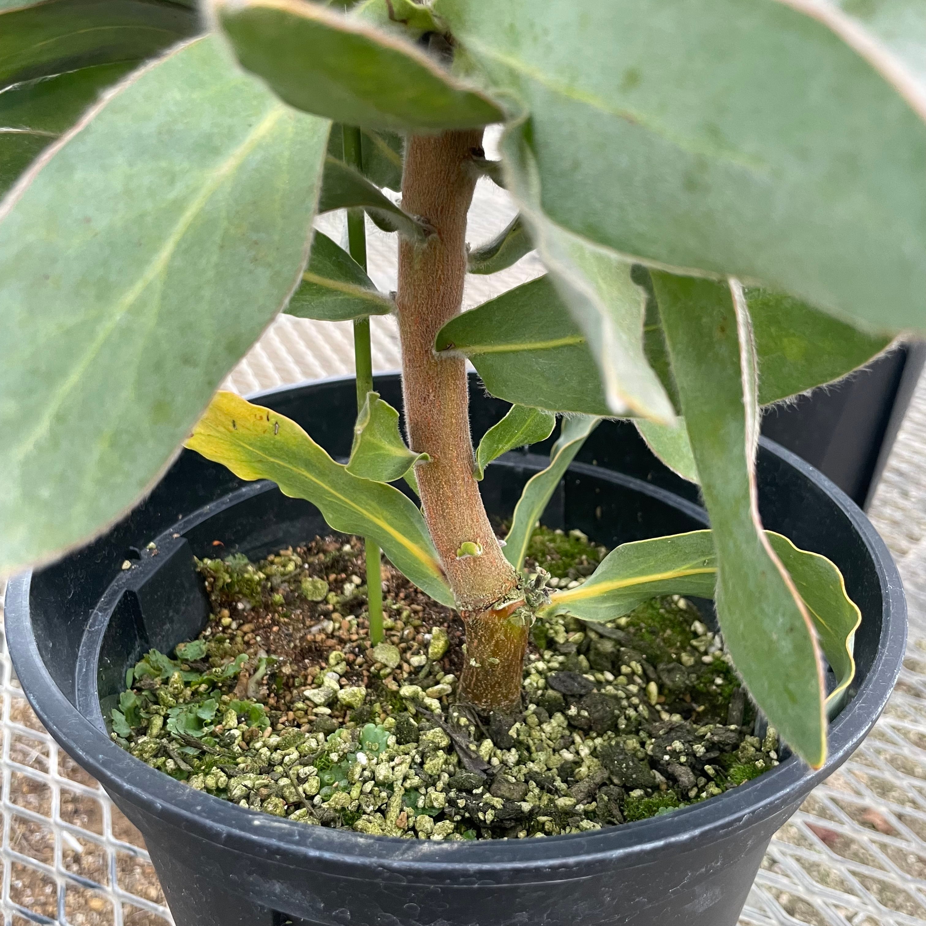 プロテア オーストラリスパッション 送料込み | WILDFLOWERS STORE