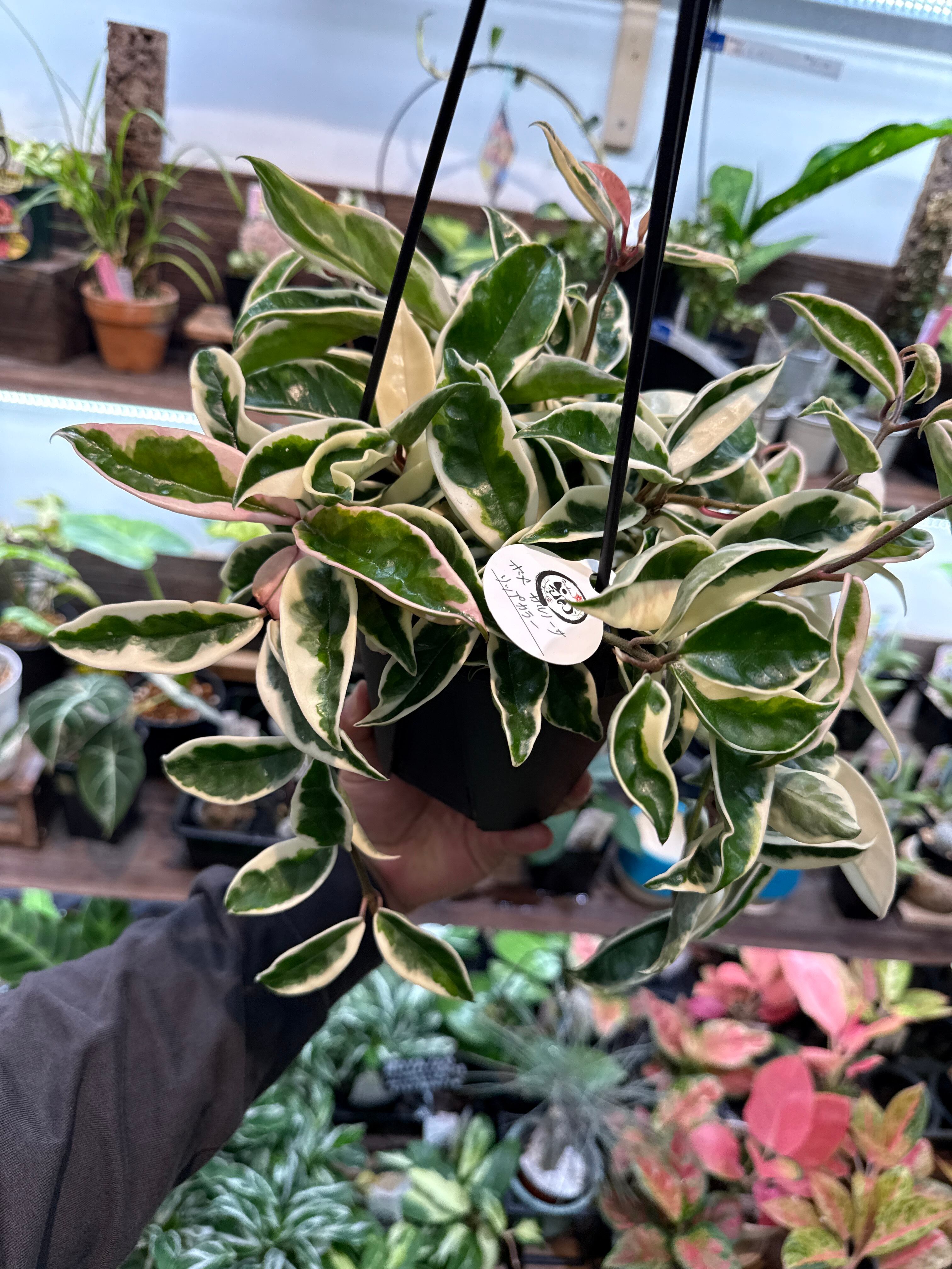 な*す様 在庫1株のみ【超希少】アンスリウム・ペダトラディアツム☆# 希少】 アンスリウム ペダトラディアツム | Gardenえん 【観葉