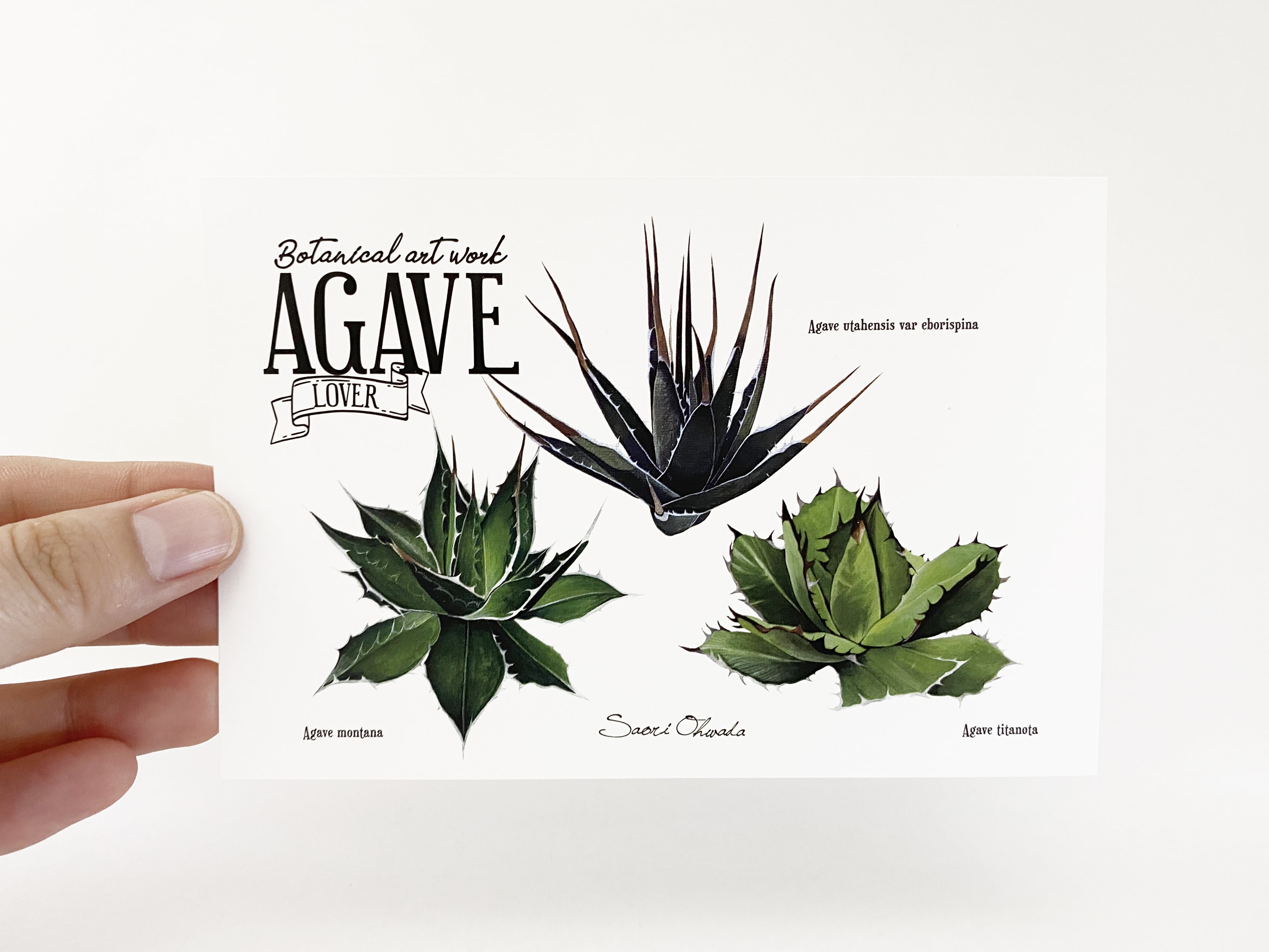 AGAVE 3種類 ポストカード