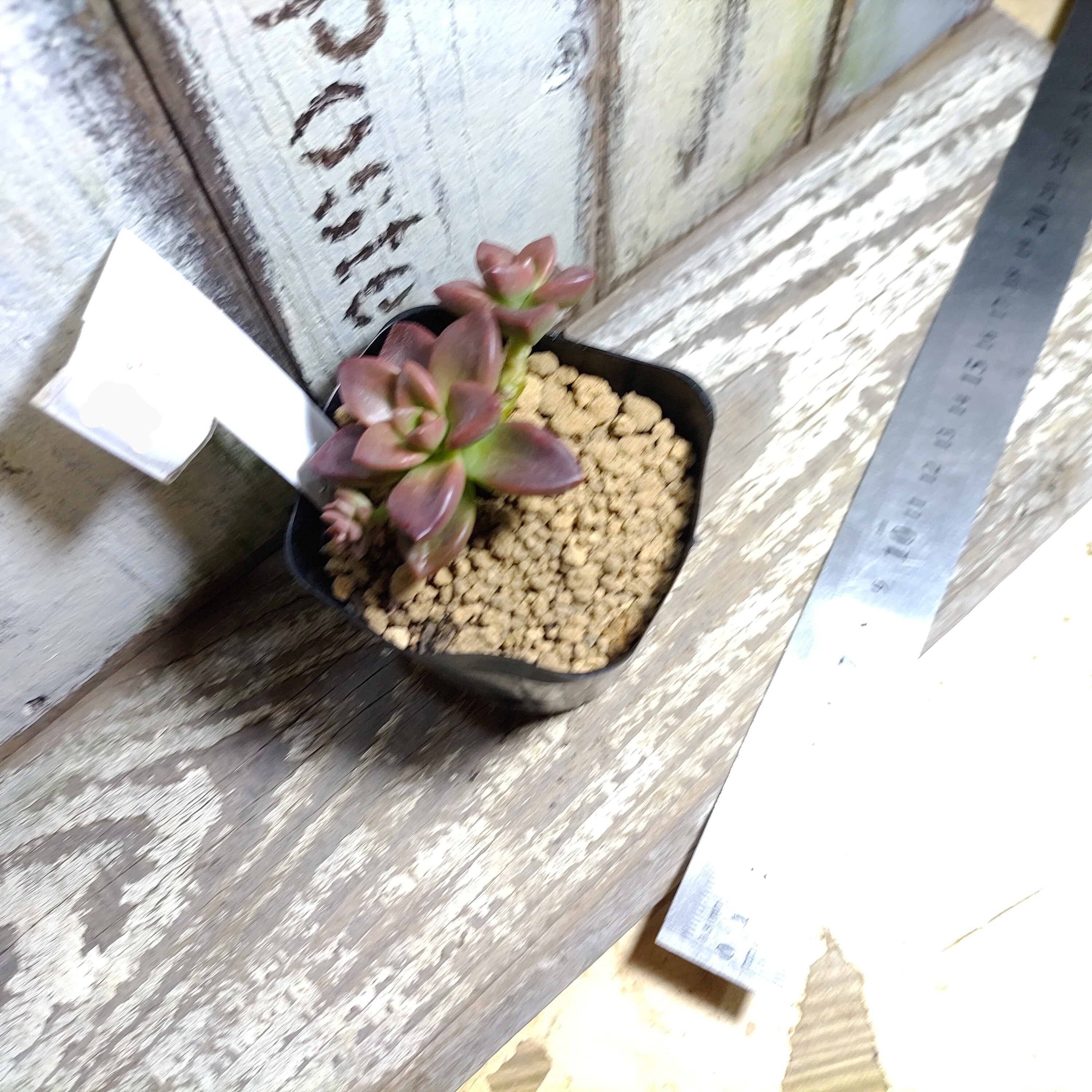 メラコ | RuPo 多肉植物専門店