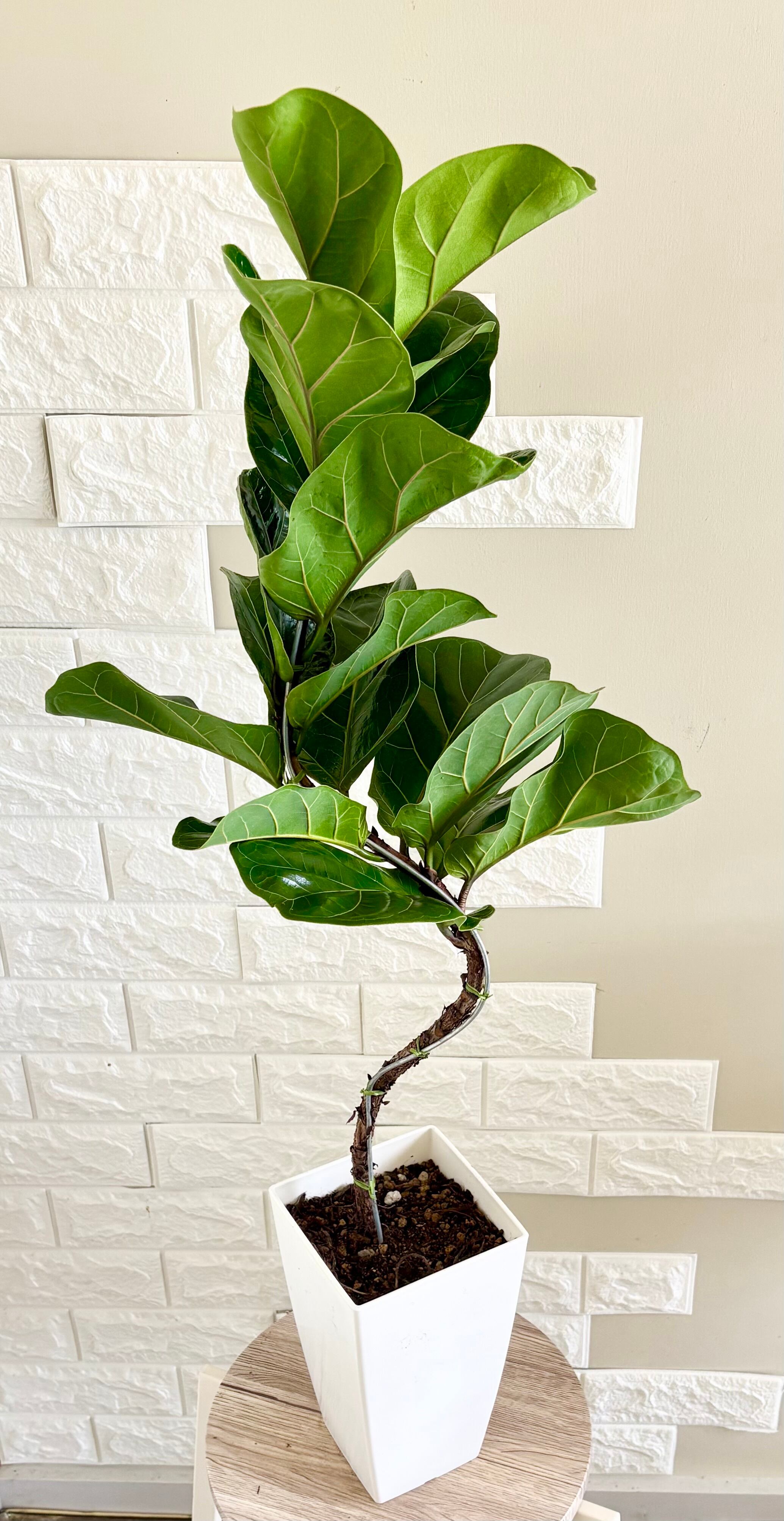 フィカス 観葉植物 綺麗曲がり仕立て約105cm 現品】フィカスバンビーノ 曲がり樹形 観葉植物 | 観葉植物のお店