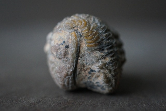 モロッコ産三葉虫化石エンロール(防御姿勢) Trilobite Phacops sp. 1166