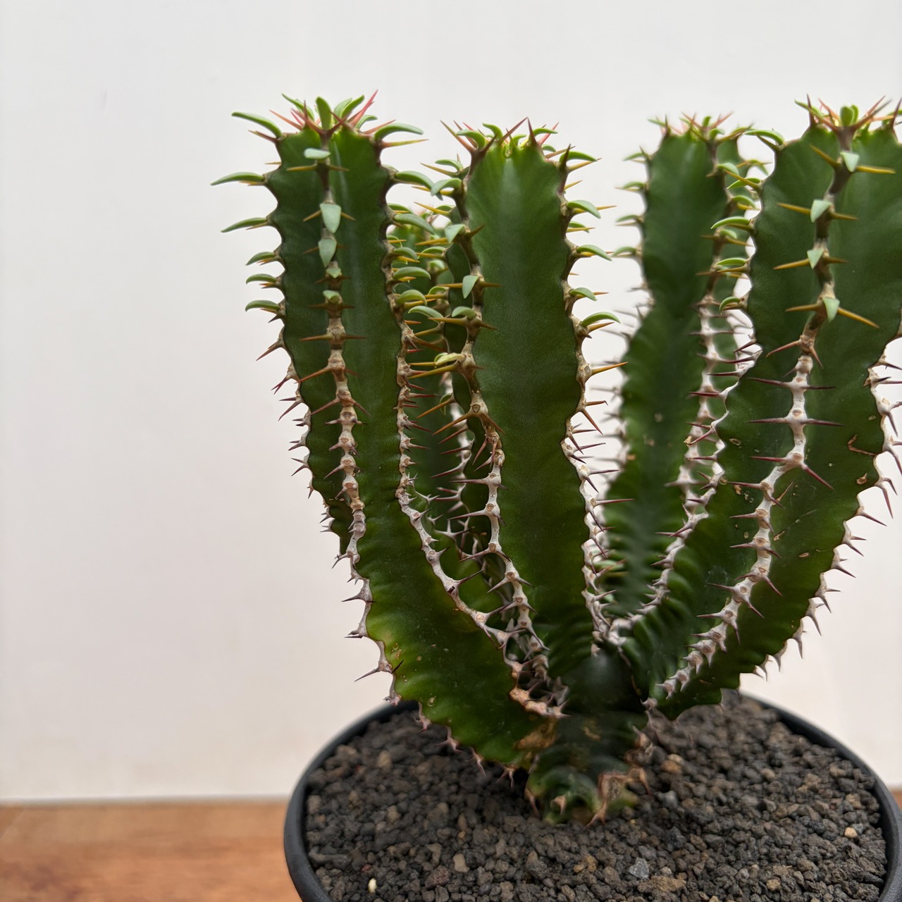 Euphorbia mlanjeana【ユーフォルビア・ムランジーナ】