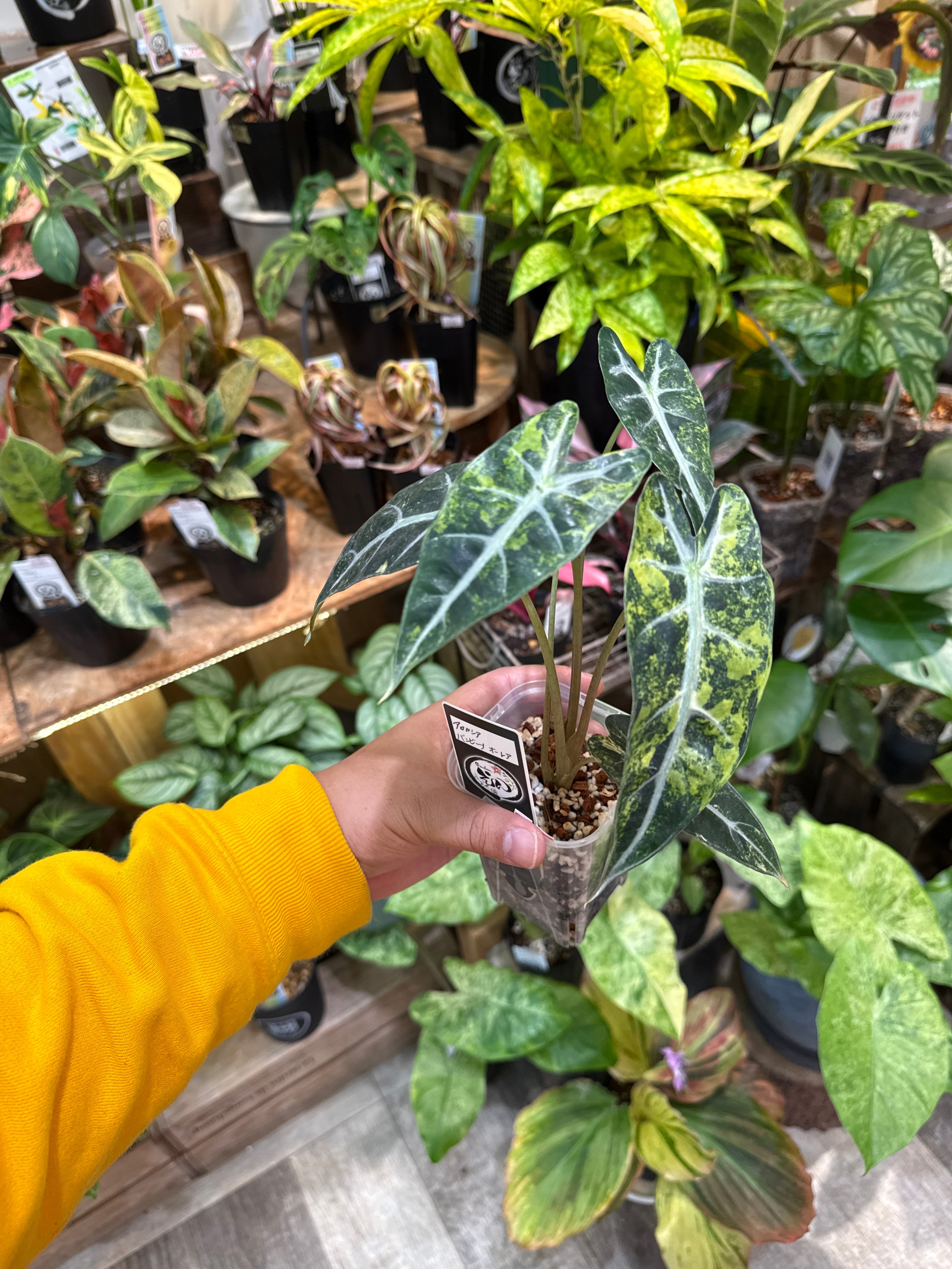 ④アロカシア バンビーノ オーレアバリエガータ | Gardenえん 【観葉