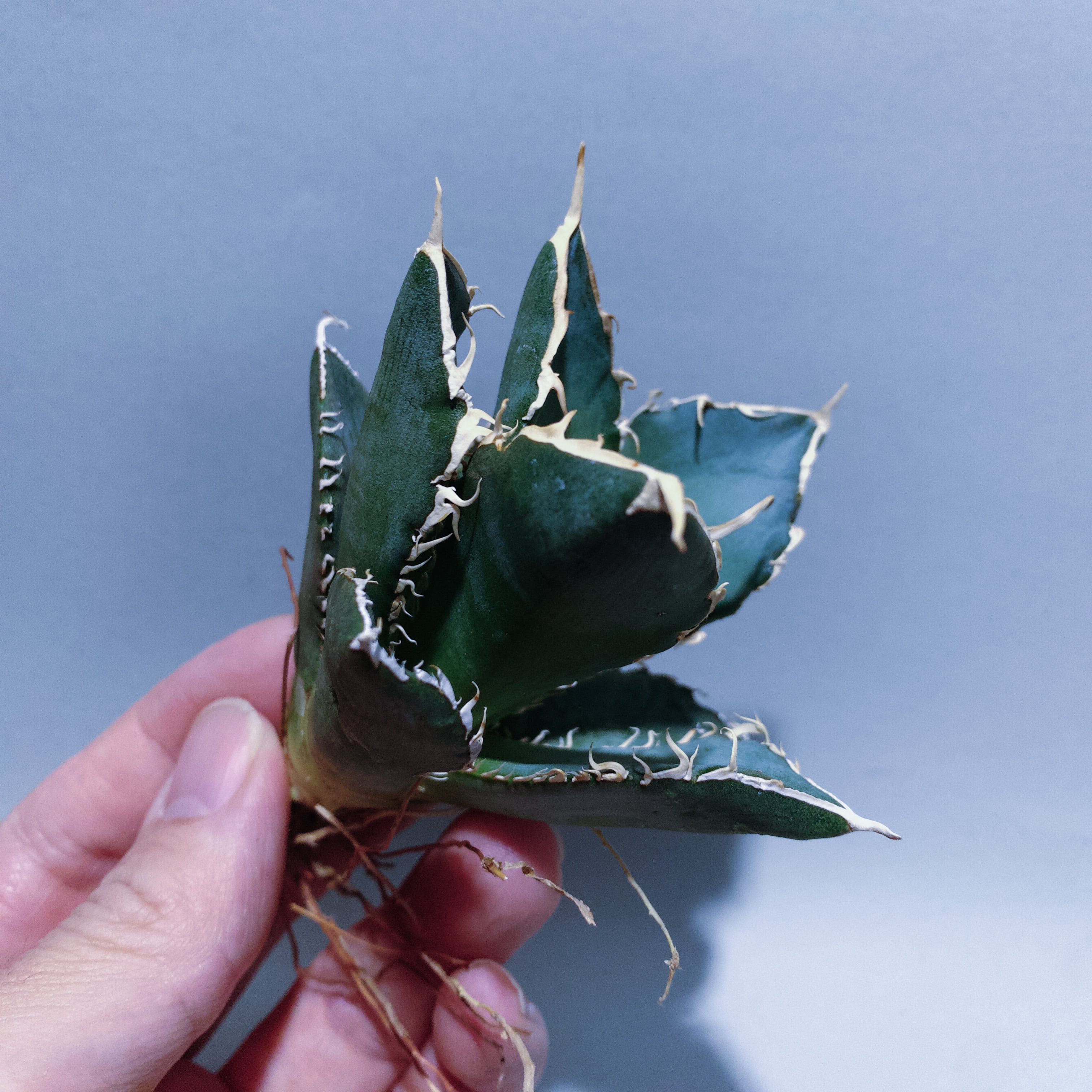 Agave titanota 台湾 Lize産 皇冠(クラウン）子株 発根済 【公式通販】