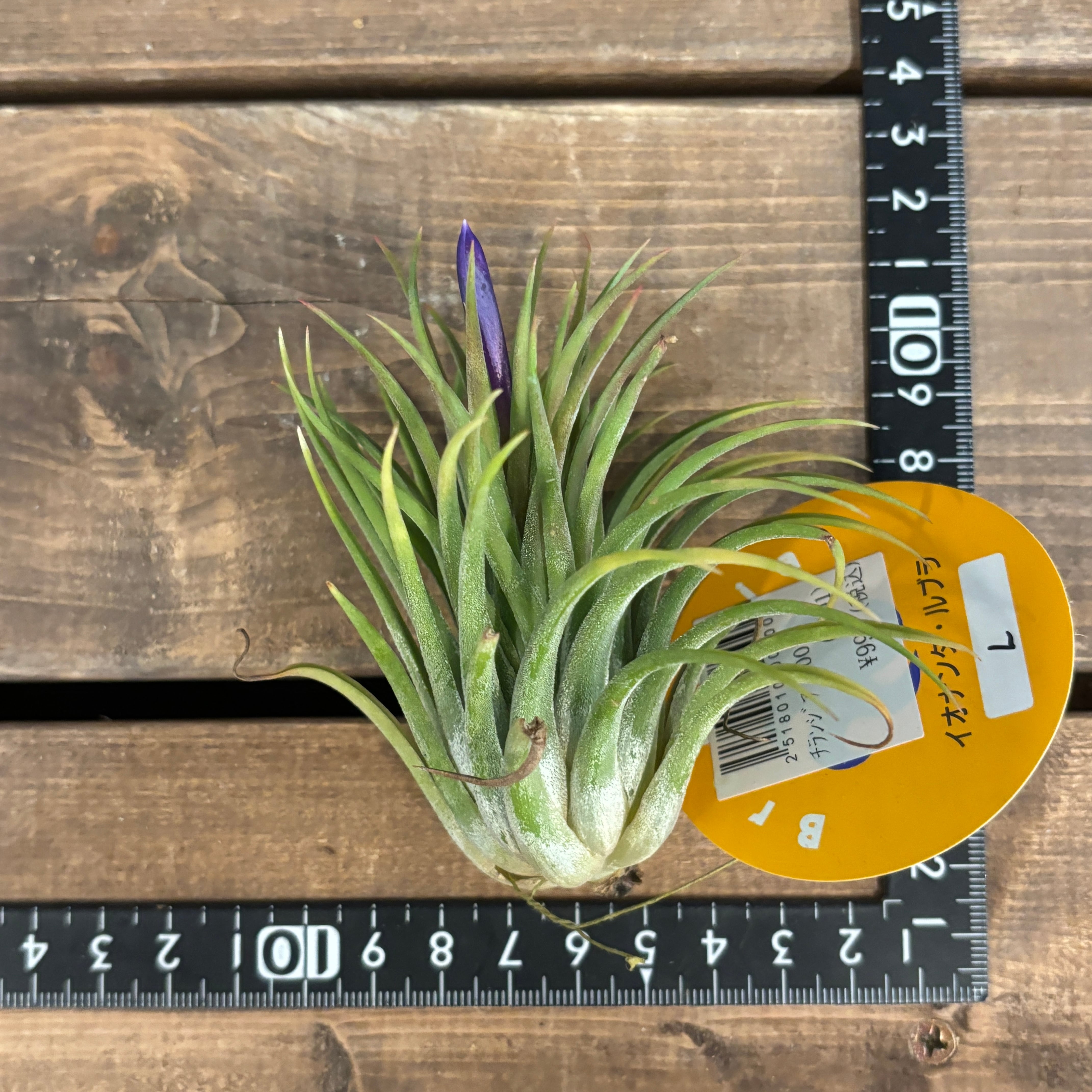 チランジア イオナンタ ルブラ【921】 | PROTOLEAF プロトリーフ