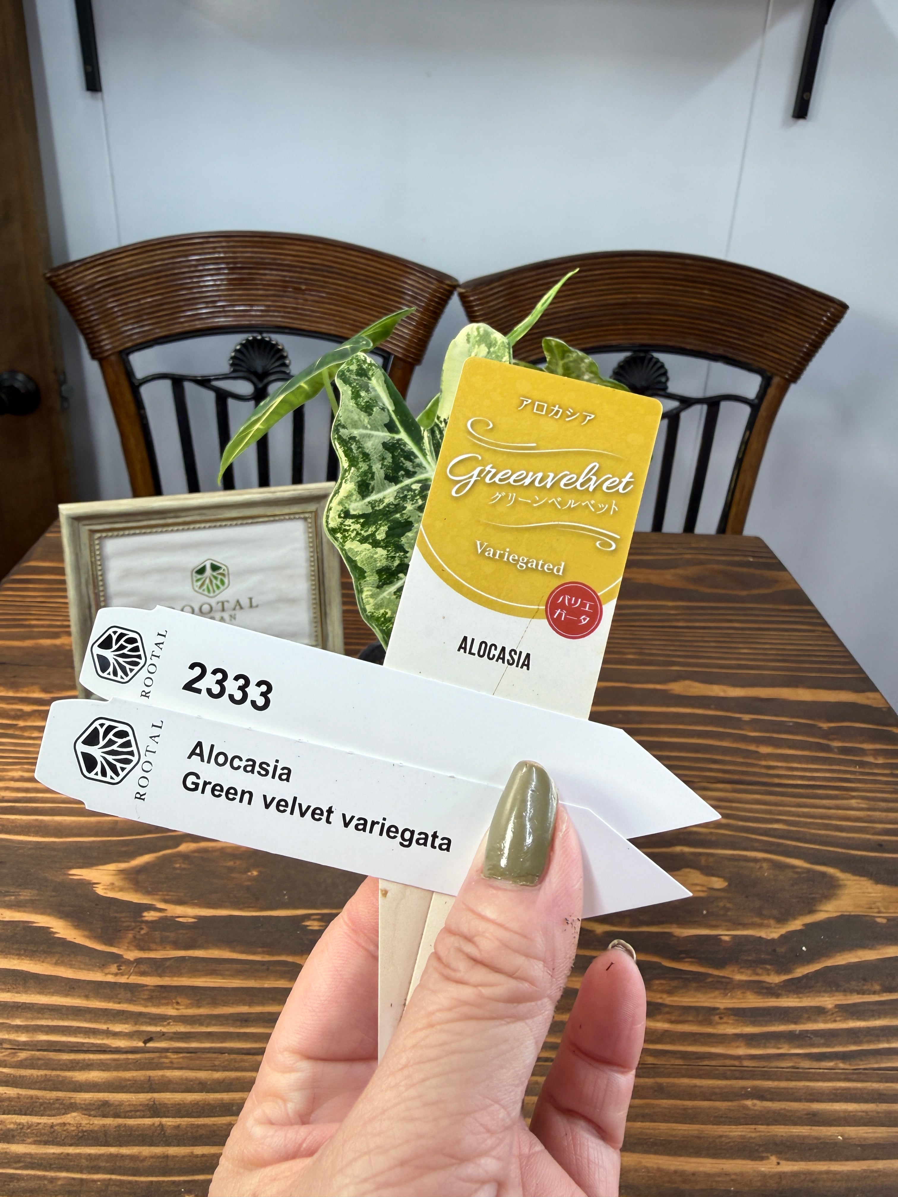 ★2333【超レア 極み】アロカシア グリーンベルベット バリエガータ(3.5号ポット)