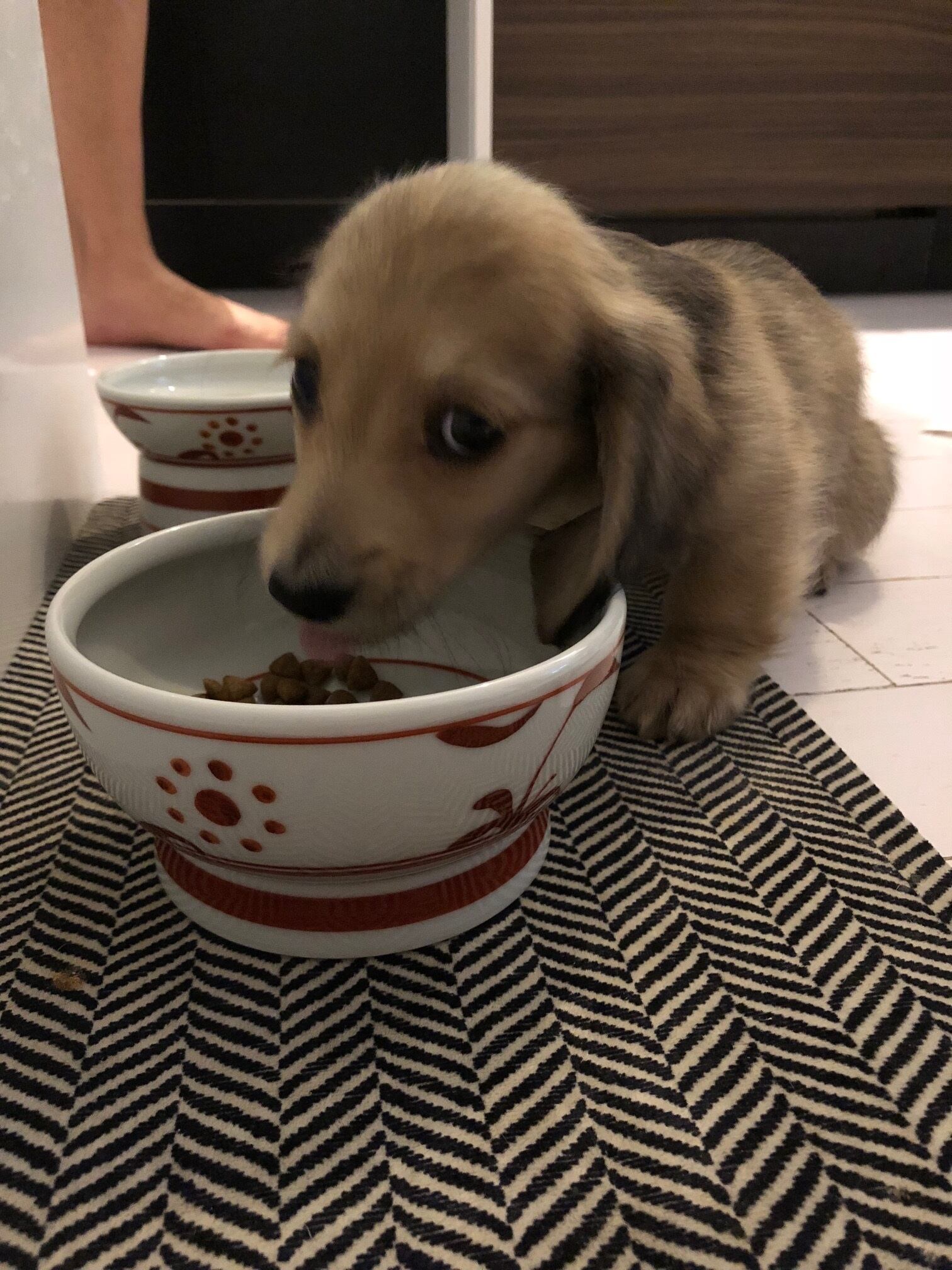 るぃたま@様♡わんこ服♡専用 【公式通販】