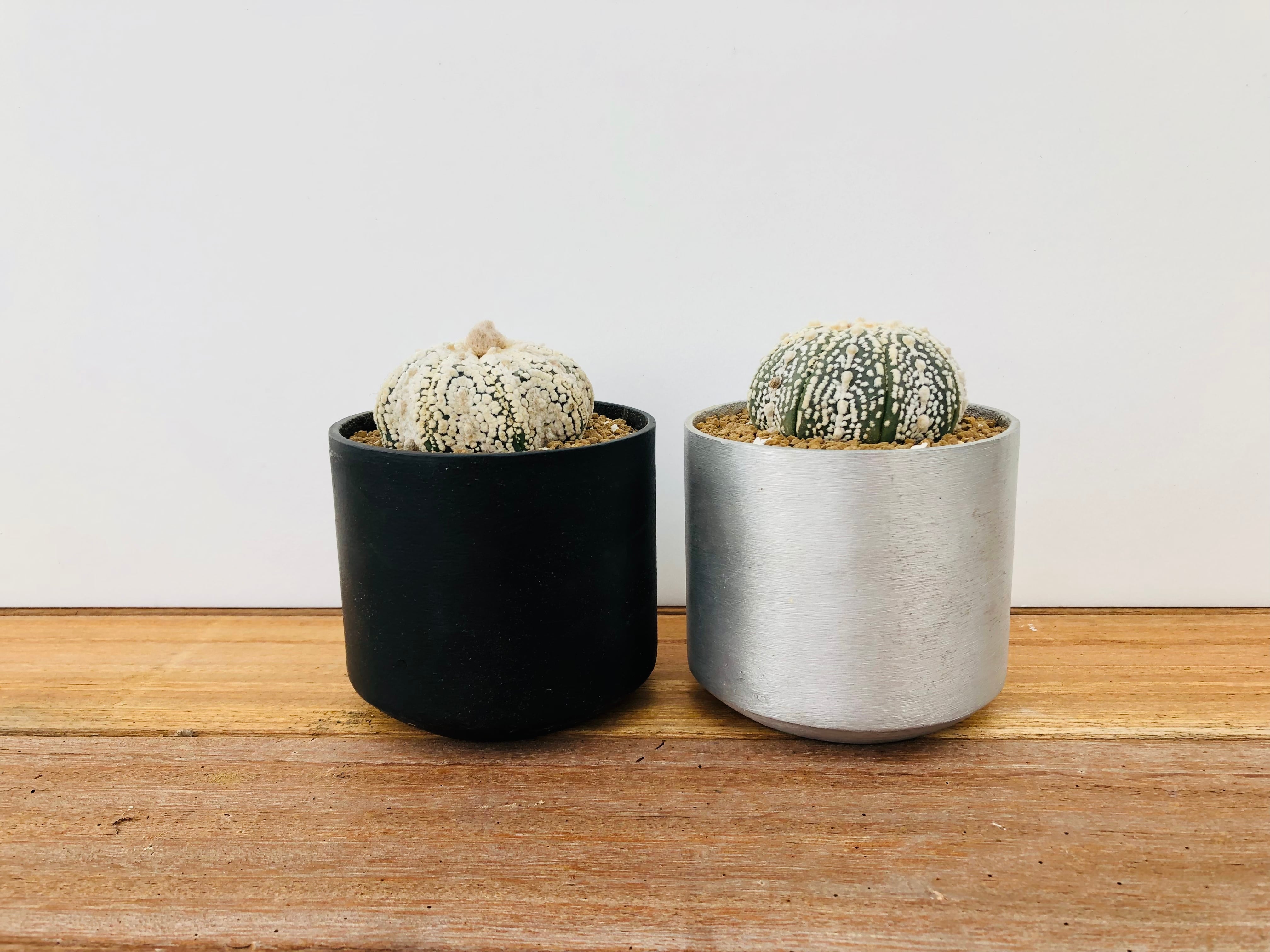 Astrophytum asterias 兜丸 サボテン スーパー兜 ラウンドポット