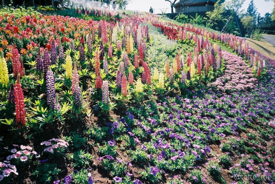 Canon Autoboy Mini T | Totte Me Camera