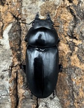 【WD】《シネンシスコクワ ssp. 怒江亜種 46mm ペア》