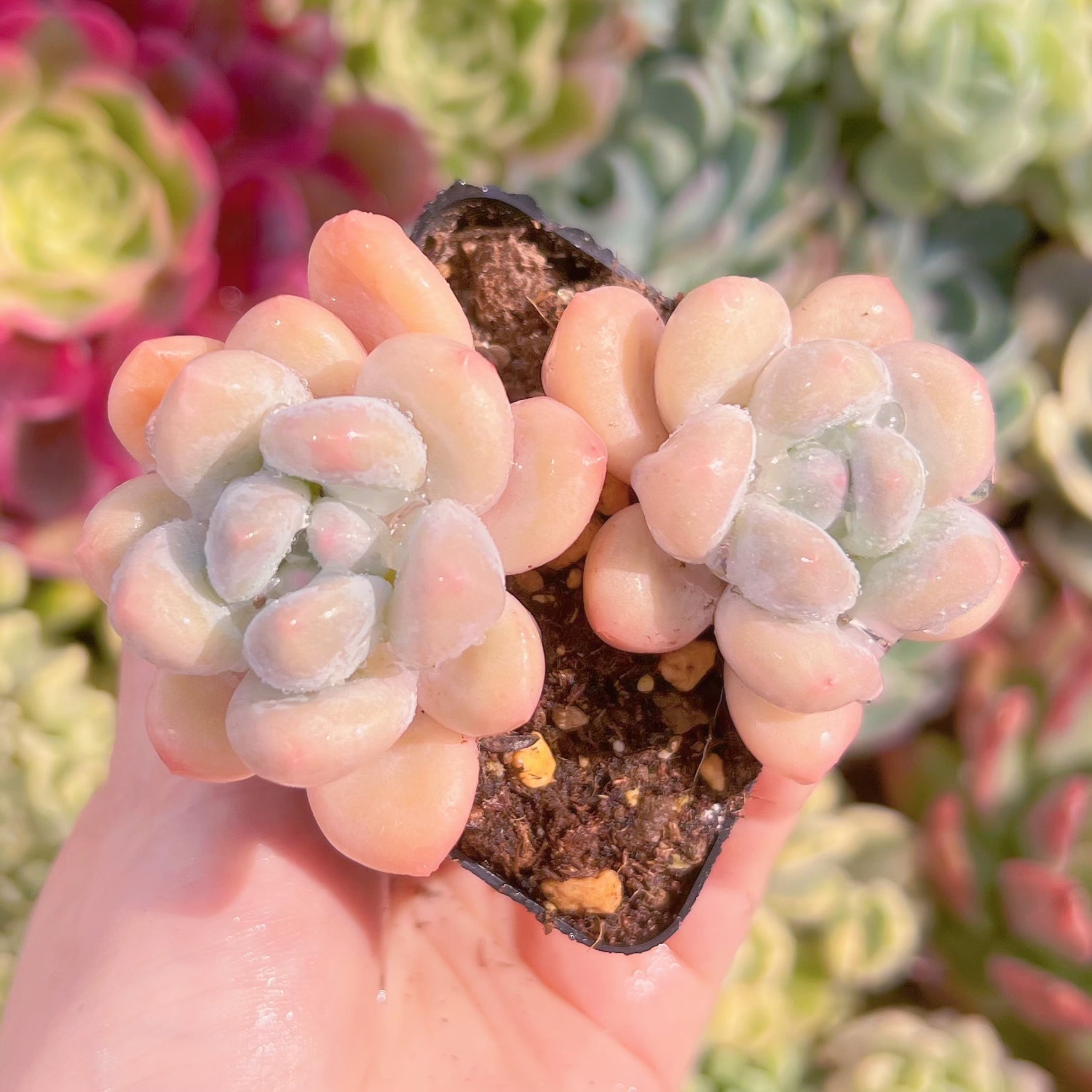 現品　ベビースイート#533　2頭群生　るる農園