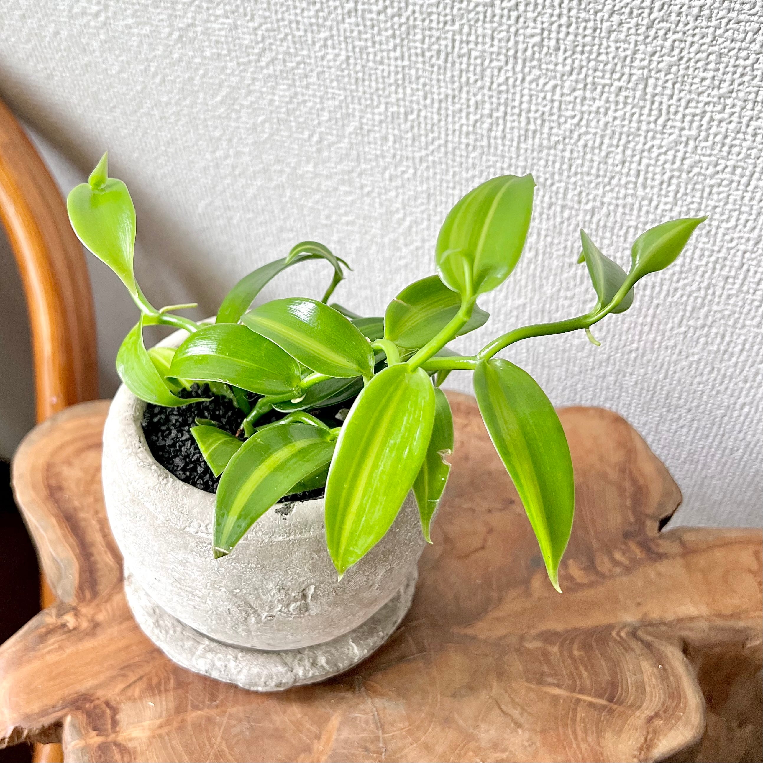 バニラ斑入り 3号／MRSTO | 植木戸