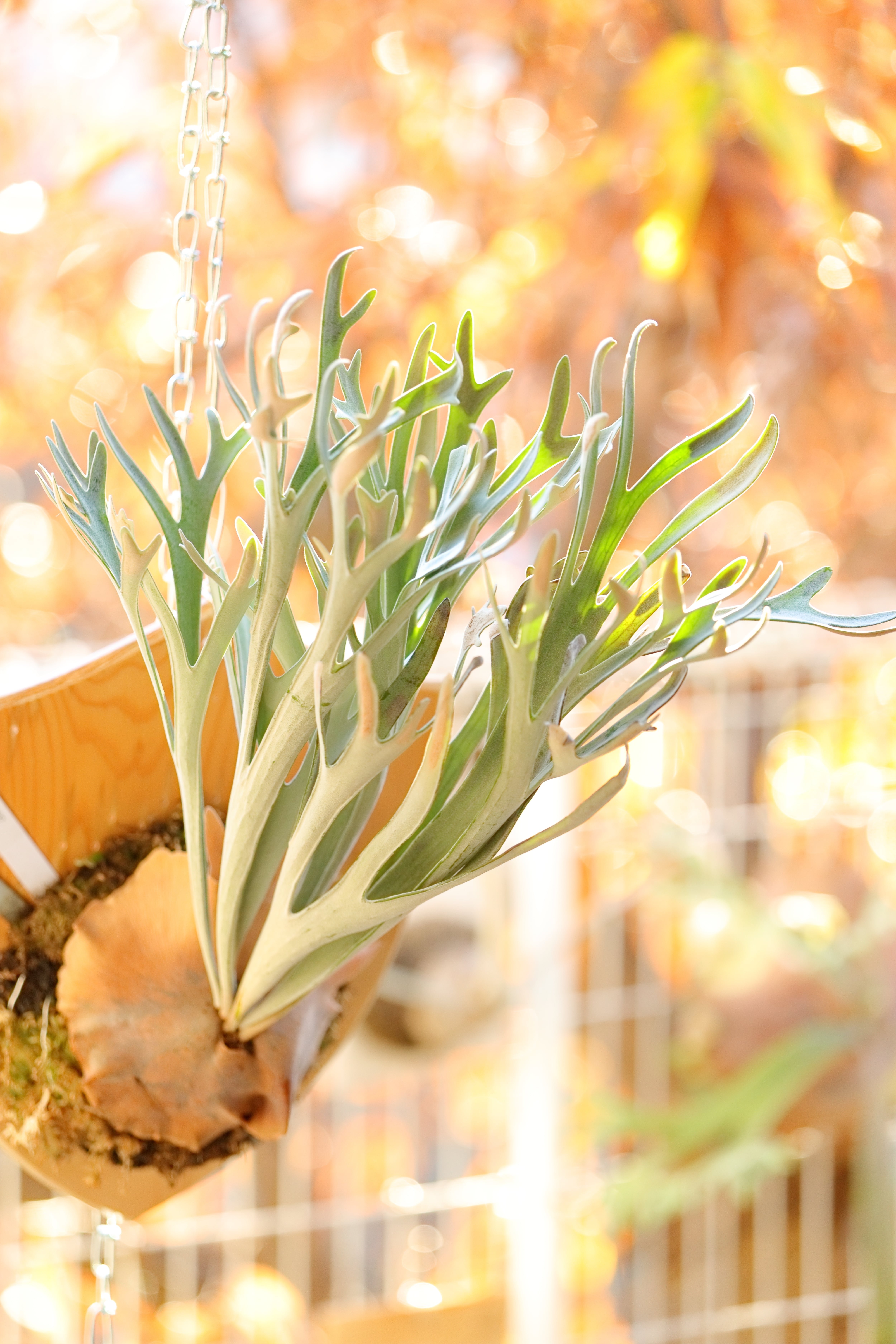 P.Willinckii Jenny Pups | Pay ID