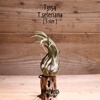 【送料無料】セレリアナ M〔エアプランツ〕現品発送T3154