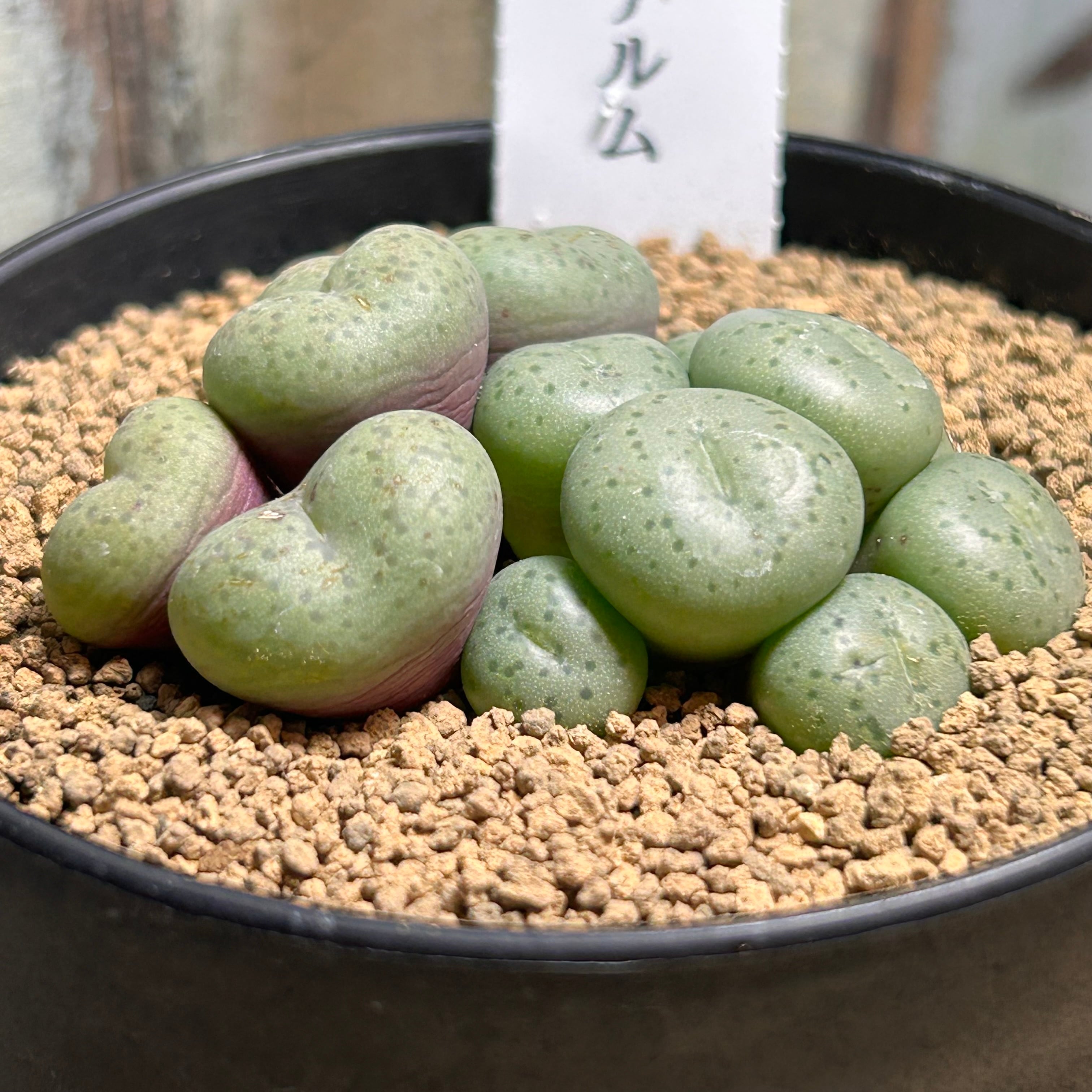 3)コノフィツム オブコルデルム | RuPo 多肉植物専門店