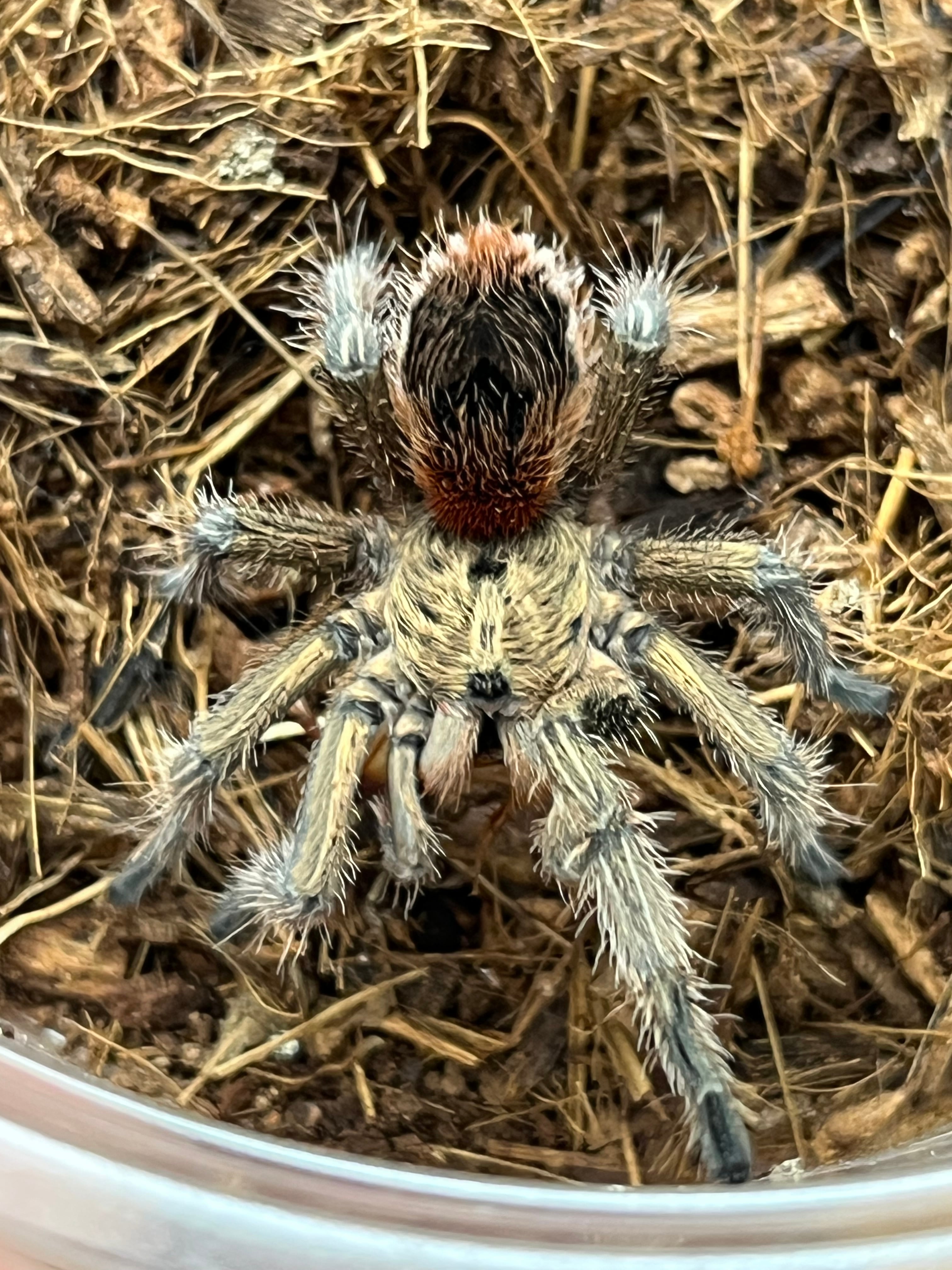 ムカデの飼育書 センチピードサソリタランチュラカマキリマンティス