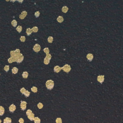 Multi-log note - 【ドット方眼・五段階評価】スターリーナイト / A6変形 / ハードカバーノート