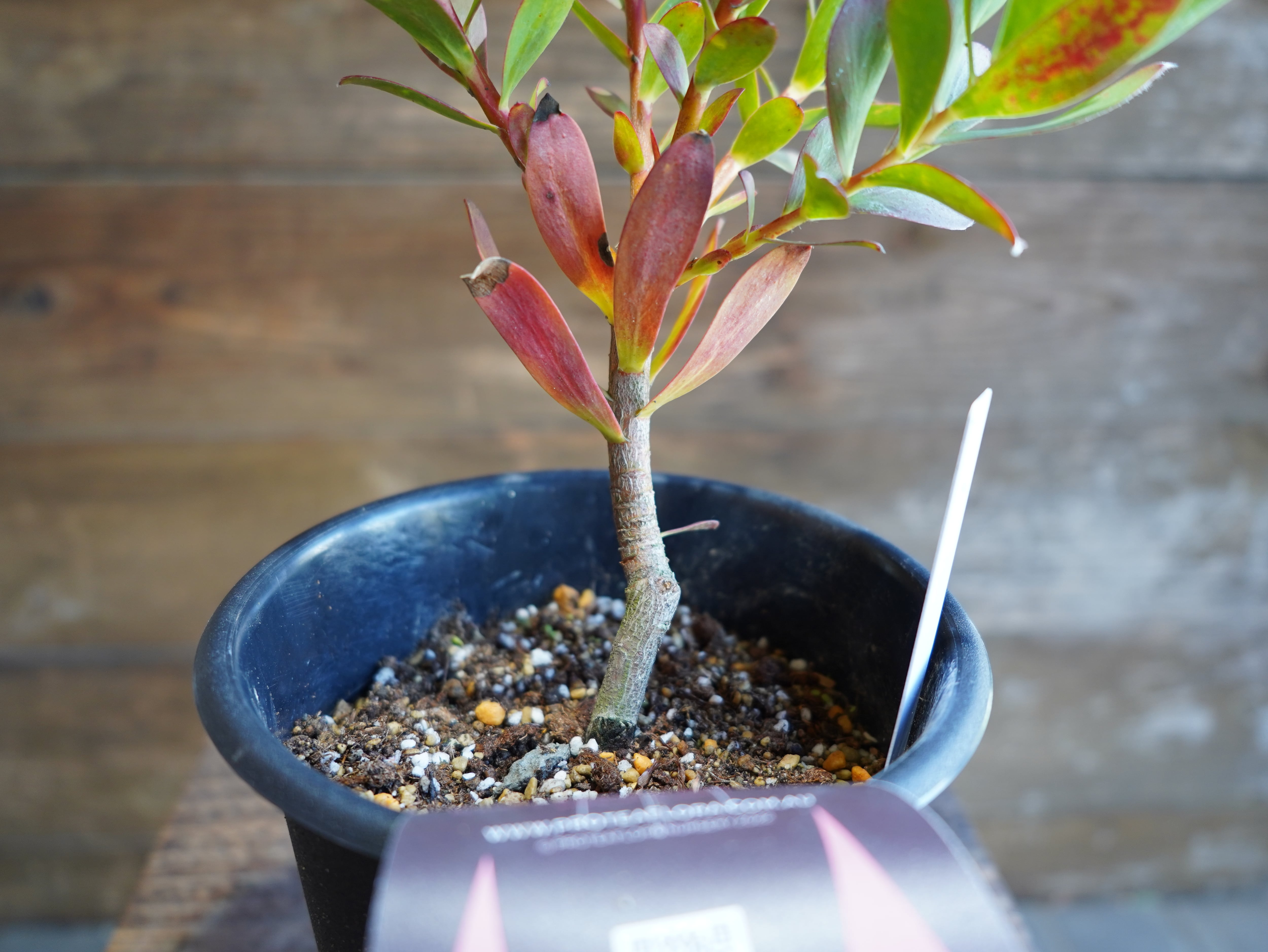 【現物】 リューカデンドロン　”Summer Sun”