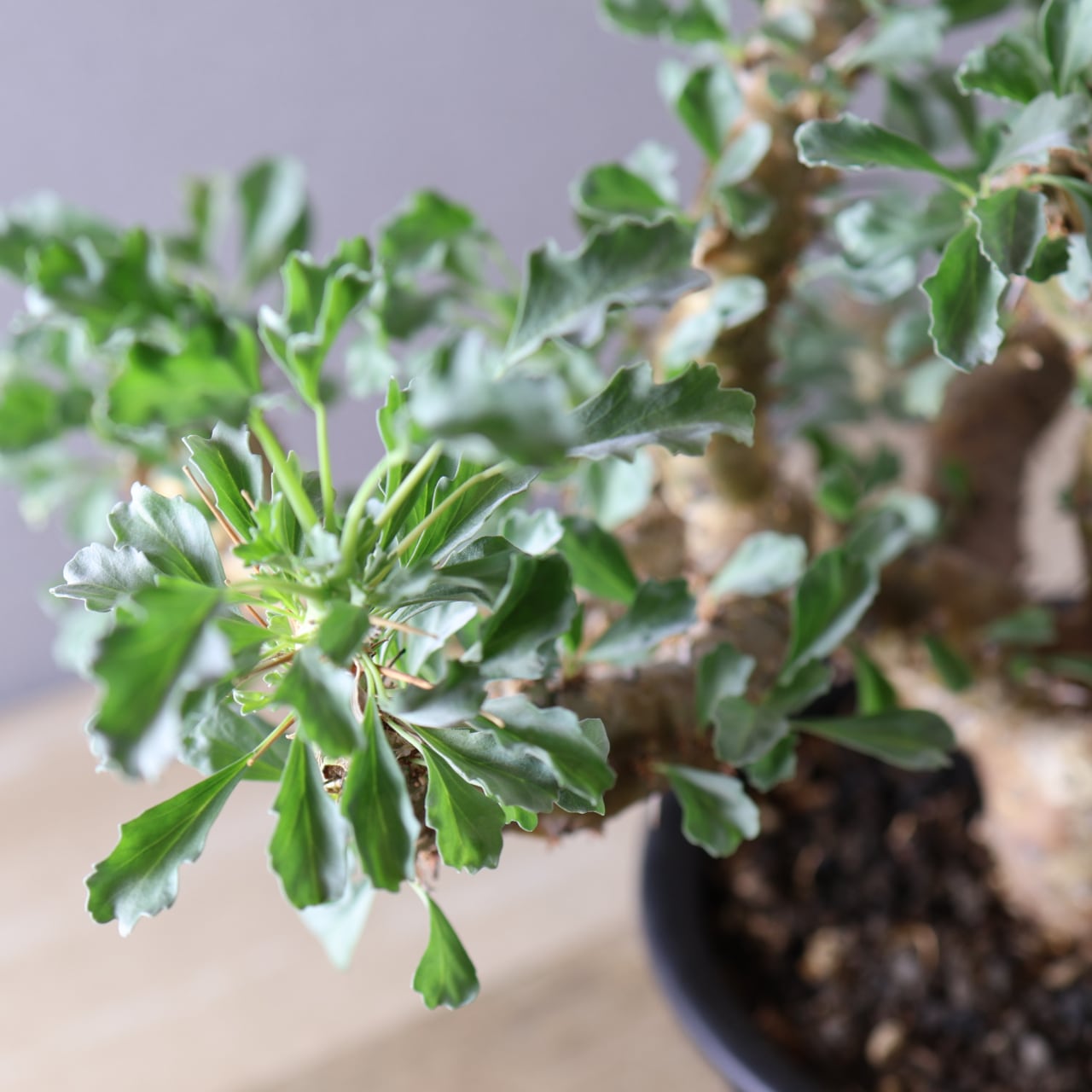 442 無骨な見た目に可憐な花『モンソニア クラシカウリス