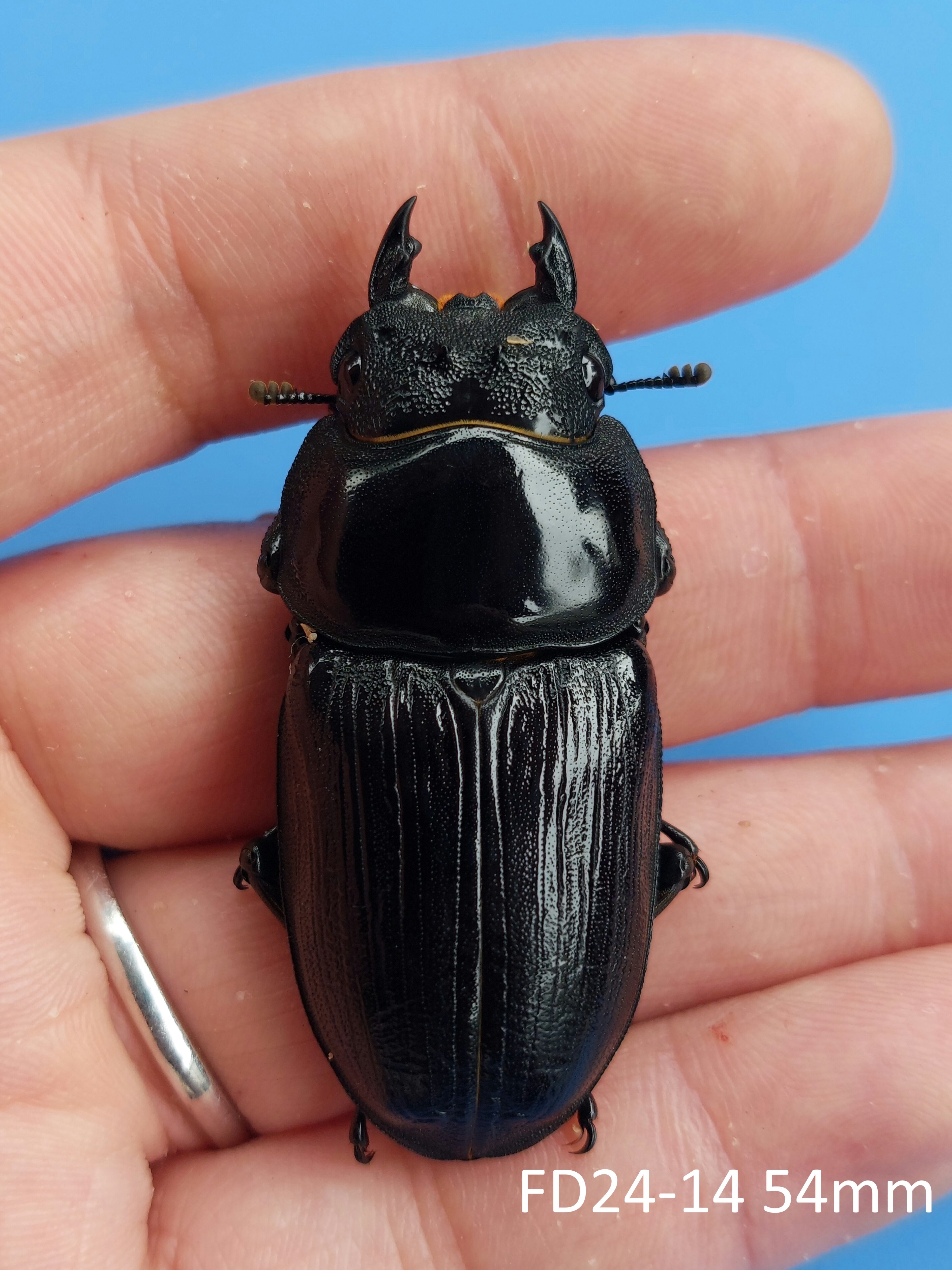 久留米産オオクワガタ専門店『OokuwaMemories』