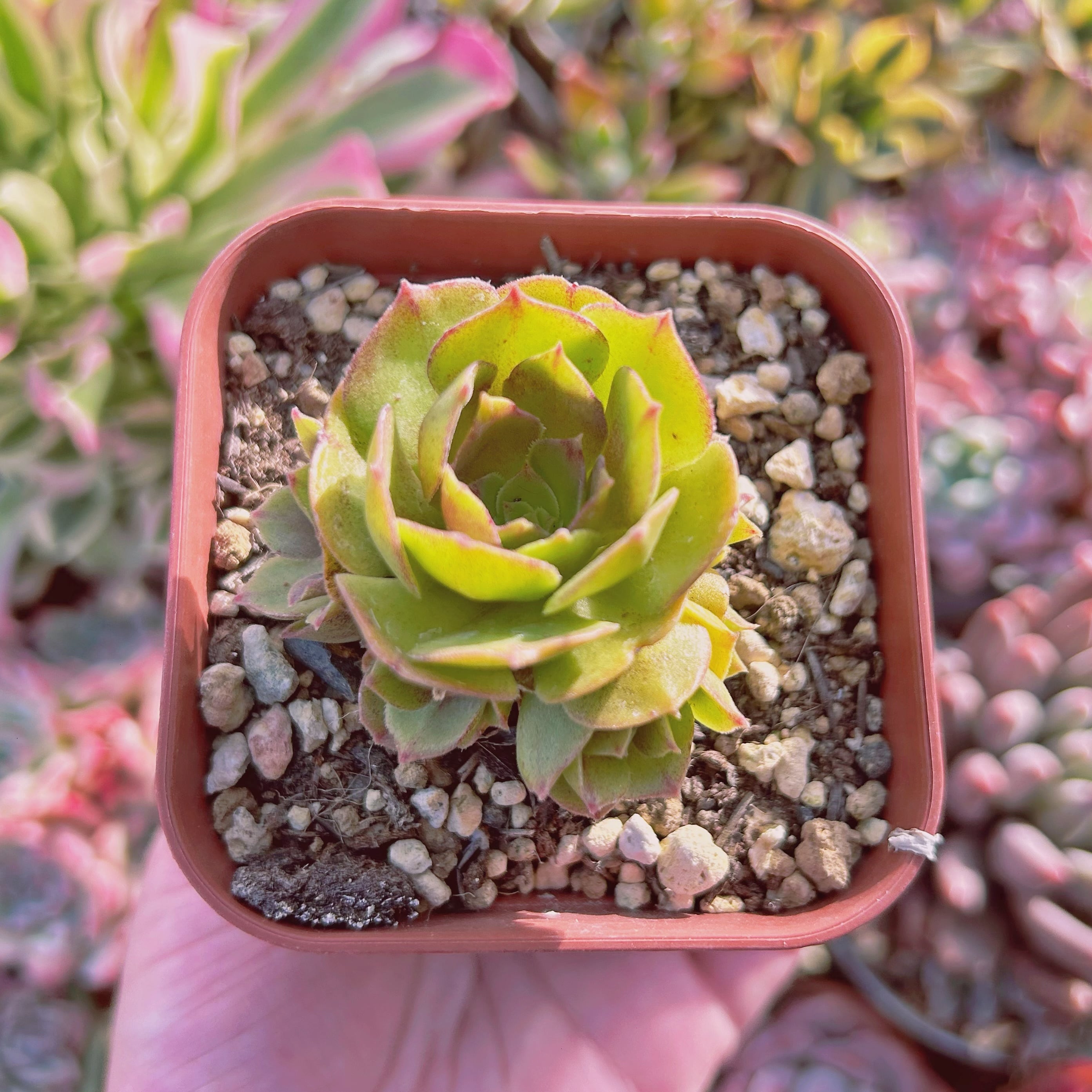 現物　多肉植物　サラダボール　抜き苗