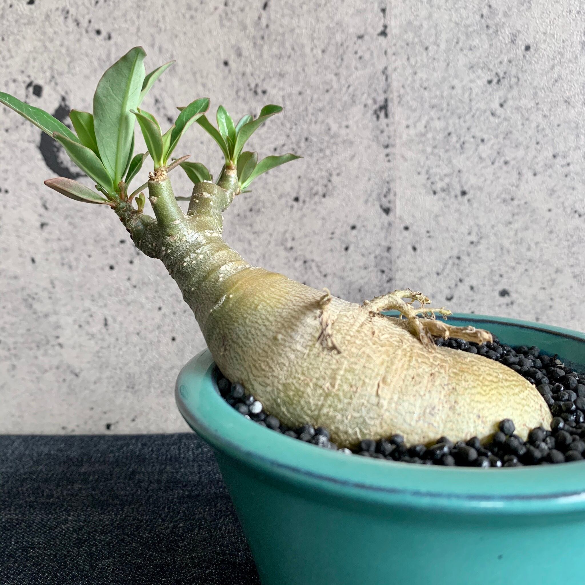 アデニウム ターコイズブルー陶器鉢 Planet Plants プラネットプランツ