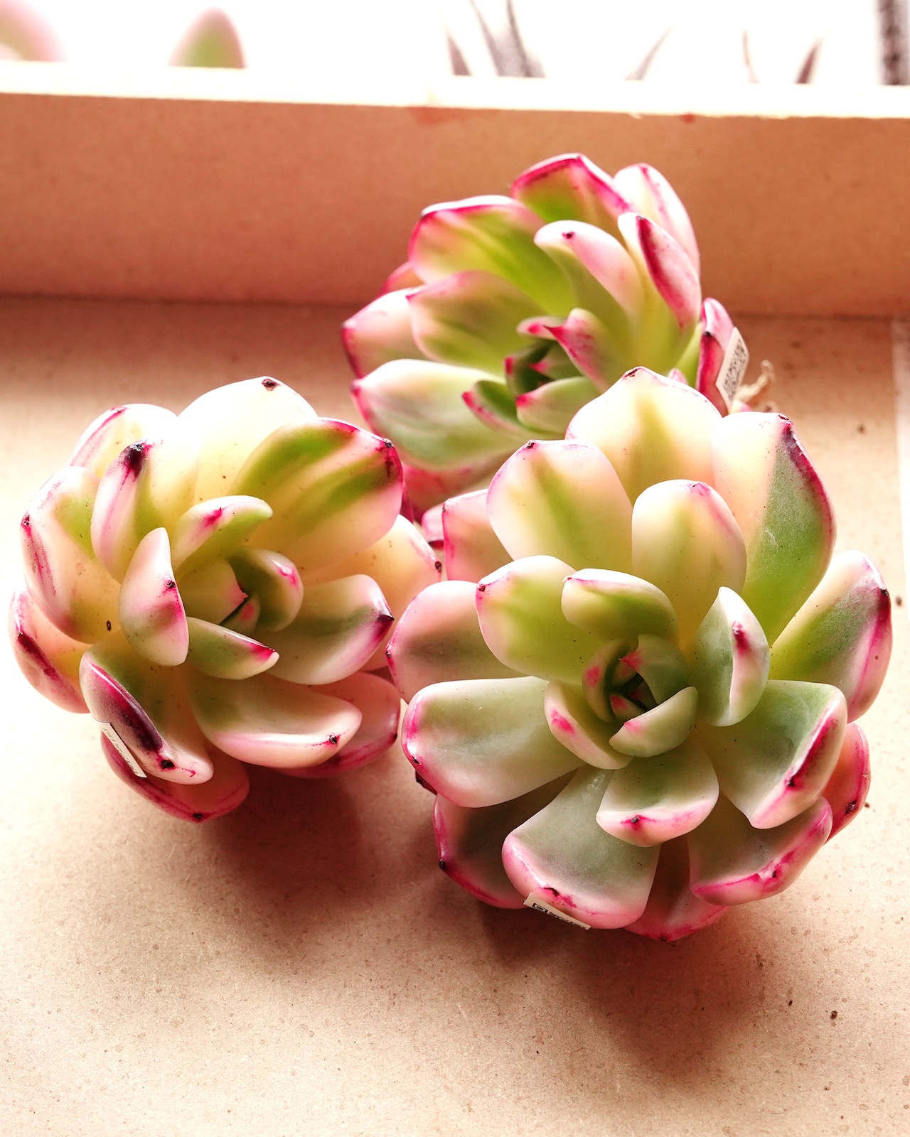 フラメンコ錦 Echeveria 'Flamenco Variegated'