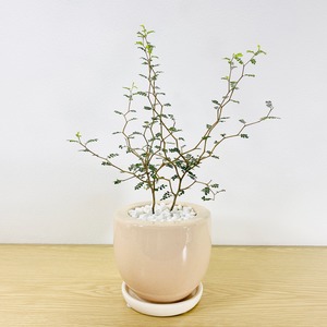 ソフォラ リトルベイビー 　[観葉植物] 一つ一つの葉が可愛いです！